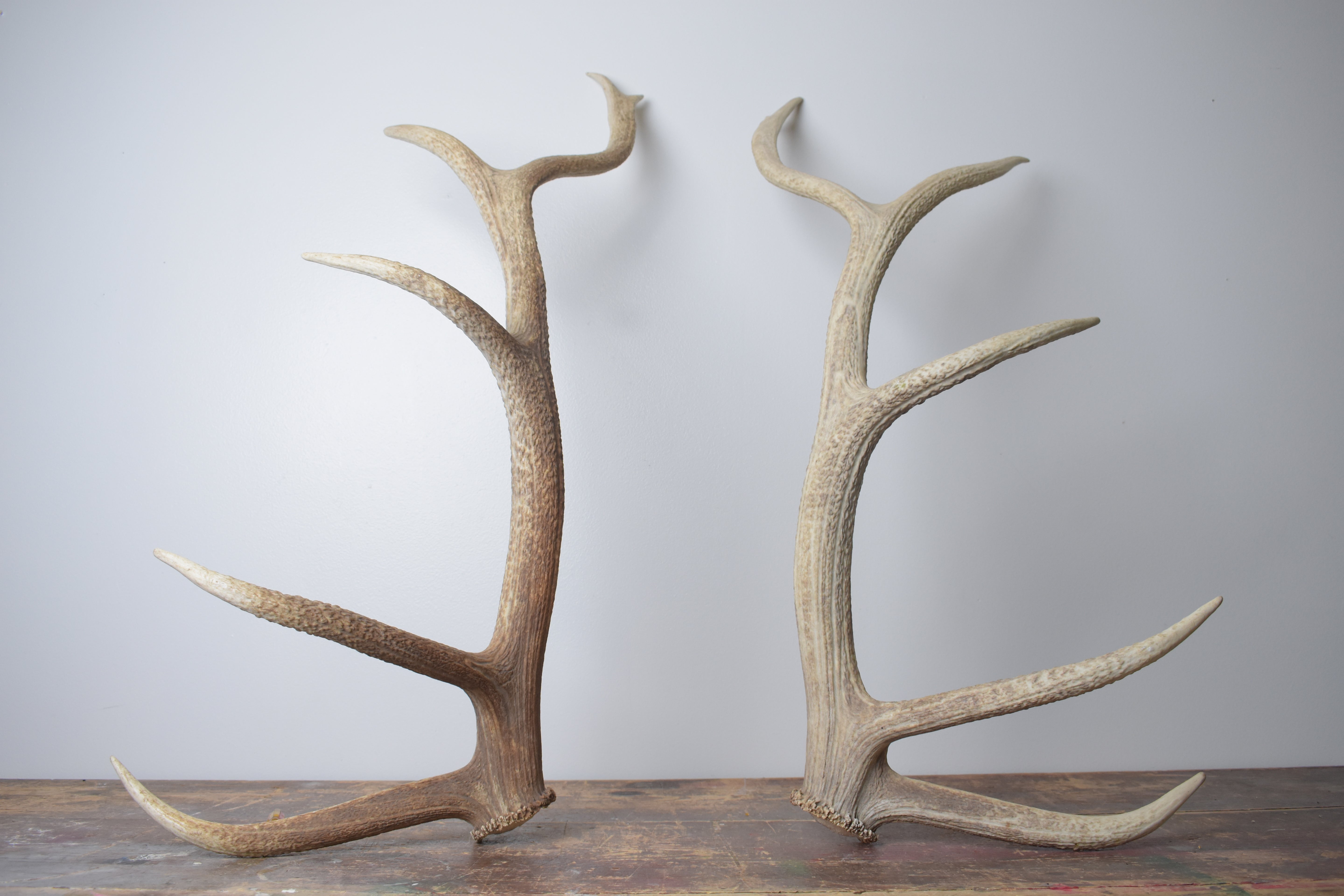 Elk Antler Set | Large | 164
