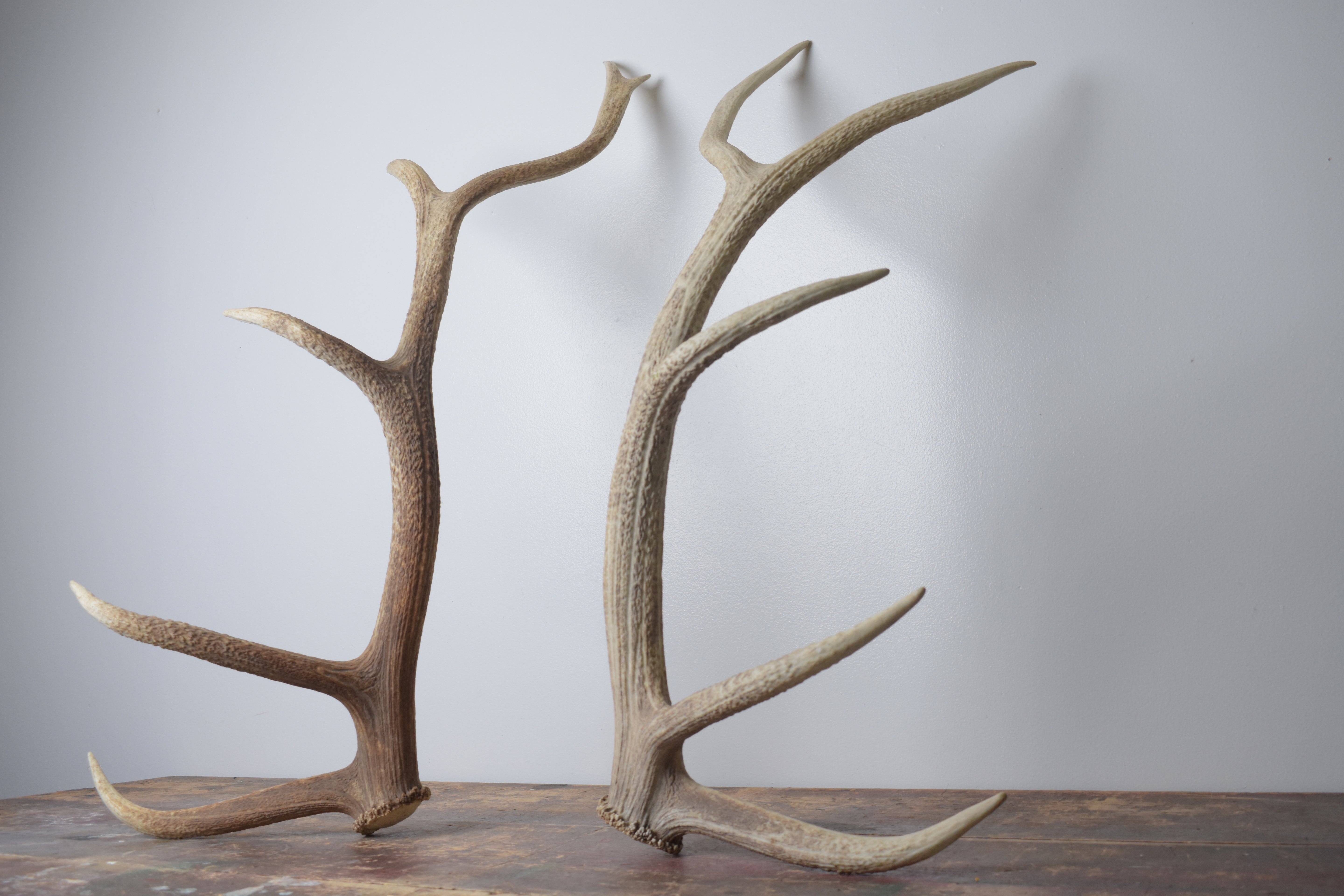 Elk Antler Set | Large | 164