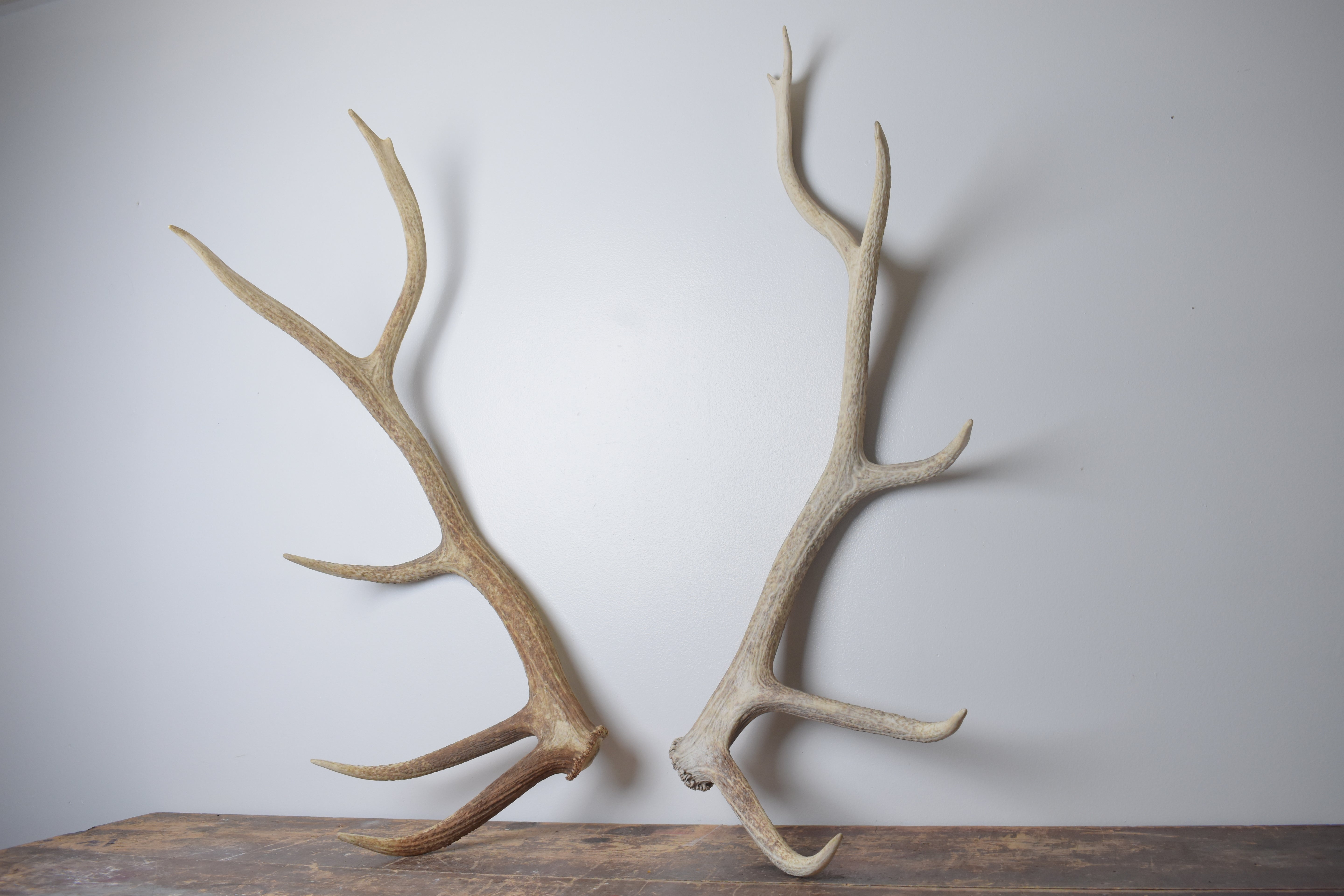 Elk Antler Set | Large | 164