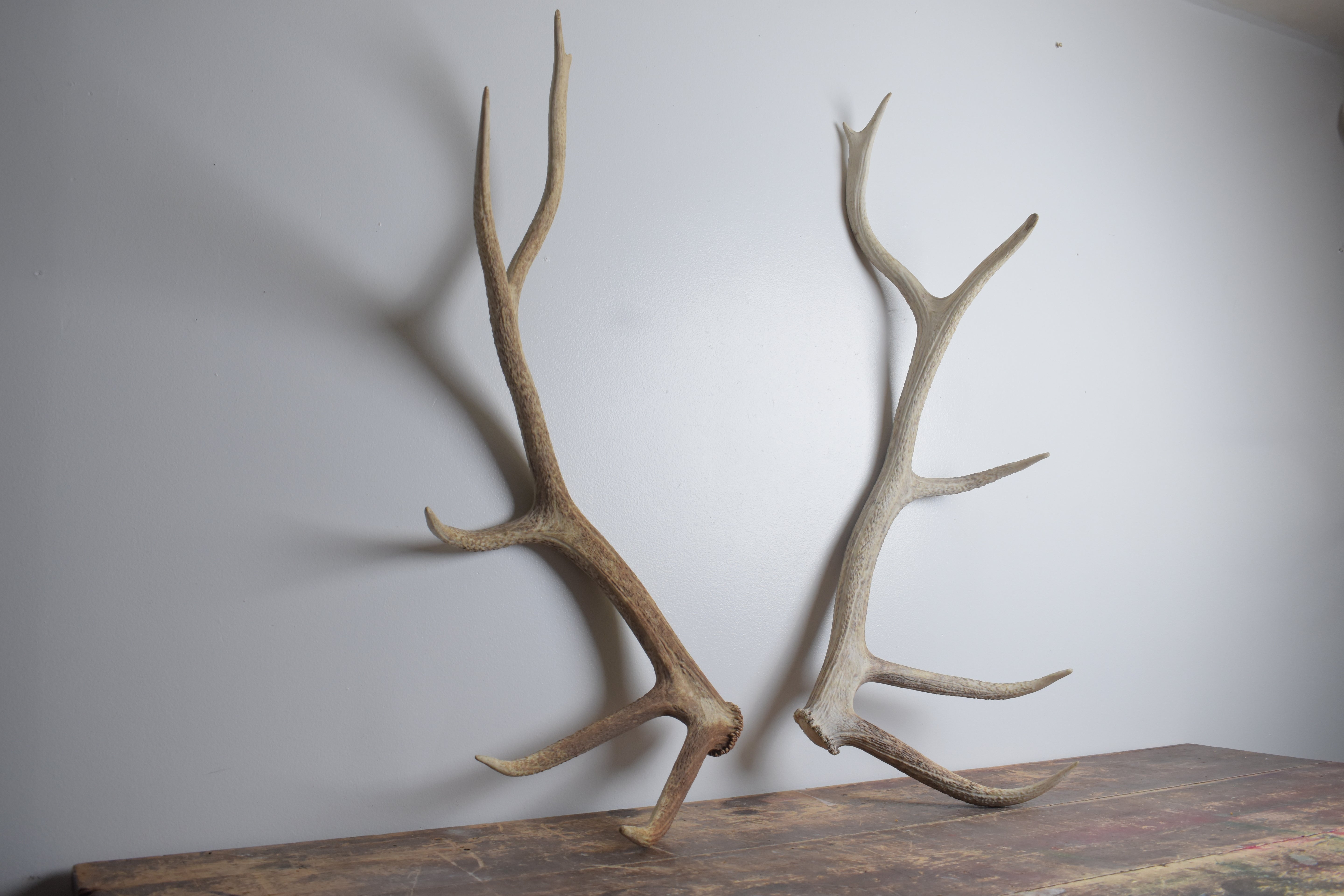 Elk Antler Set | Large | 164