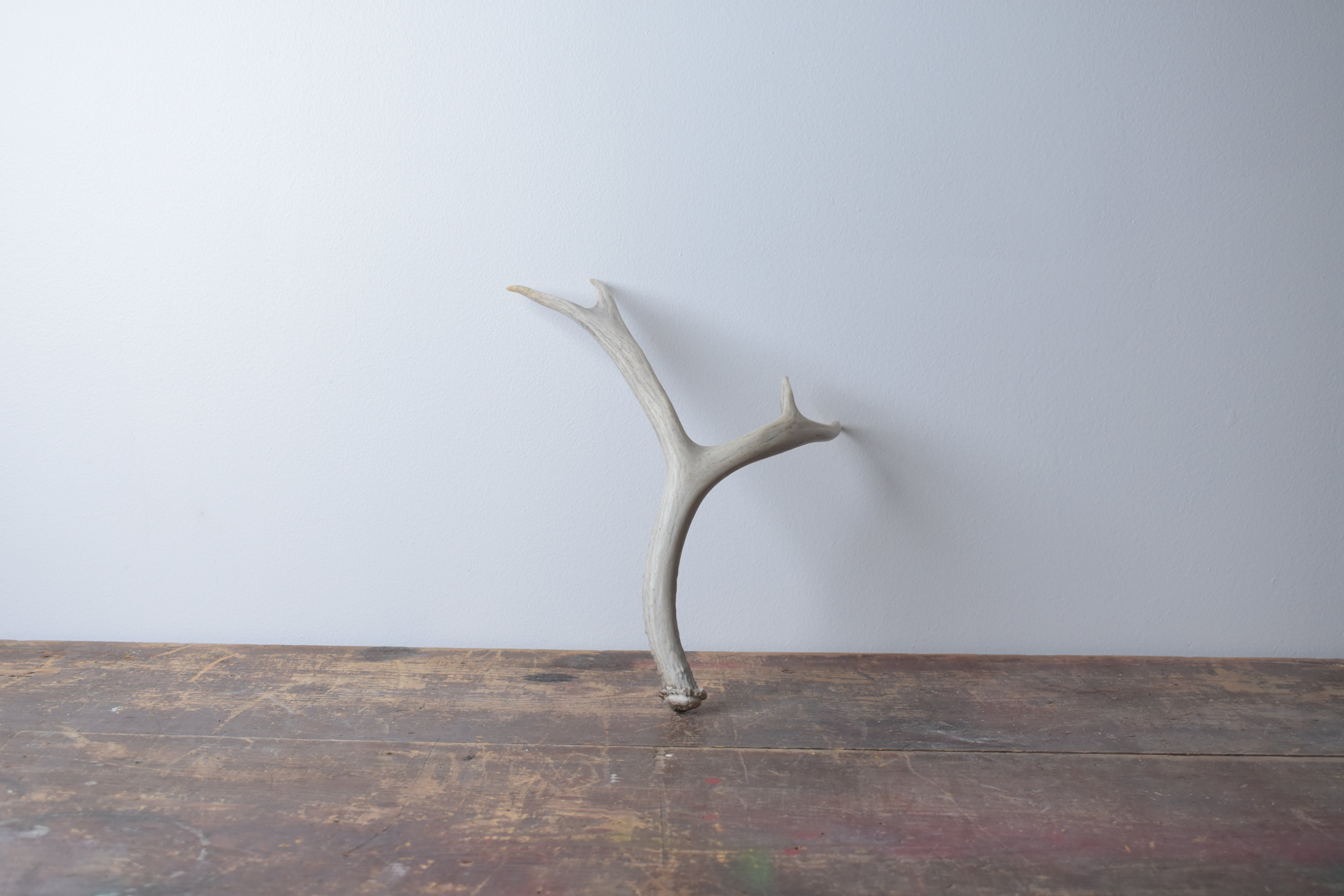 Mule Deer Antler | Medium Size | 08
