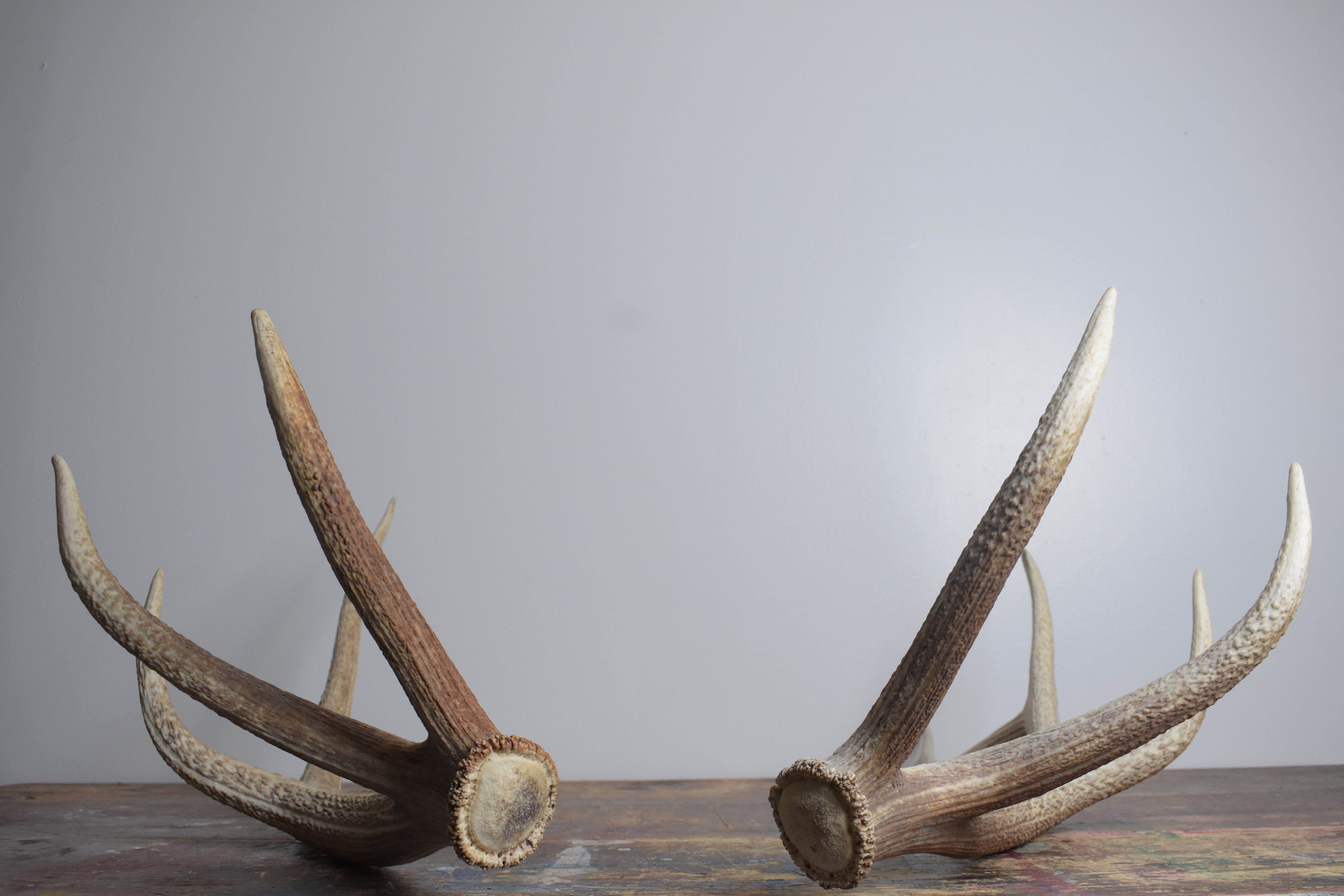 Elk Antler Set | Large | 164