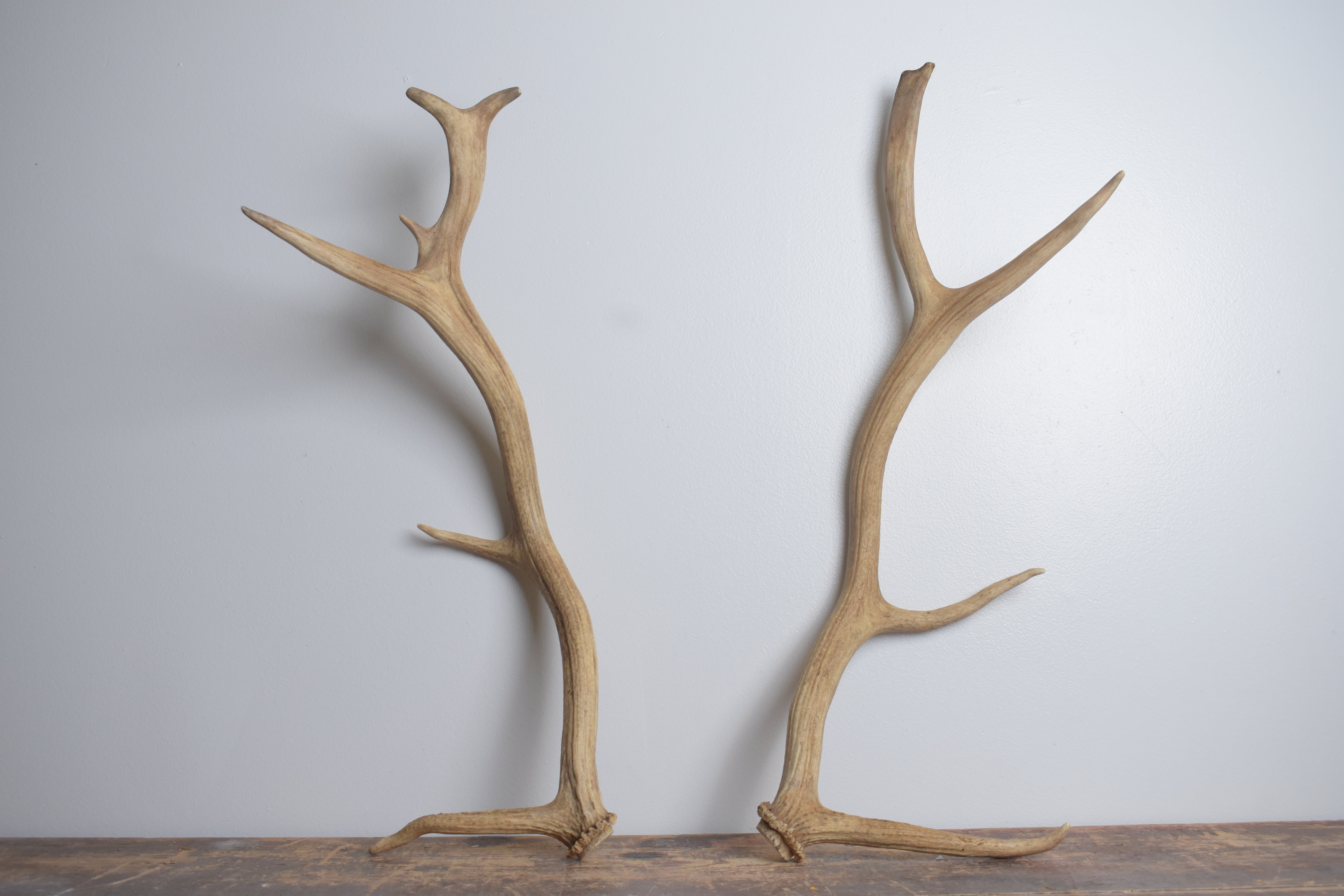 Elk Antler Set | Small | 163