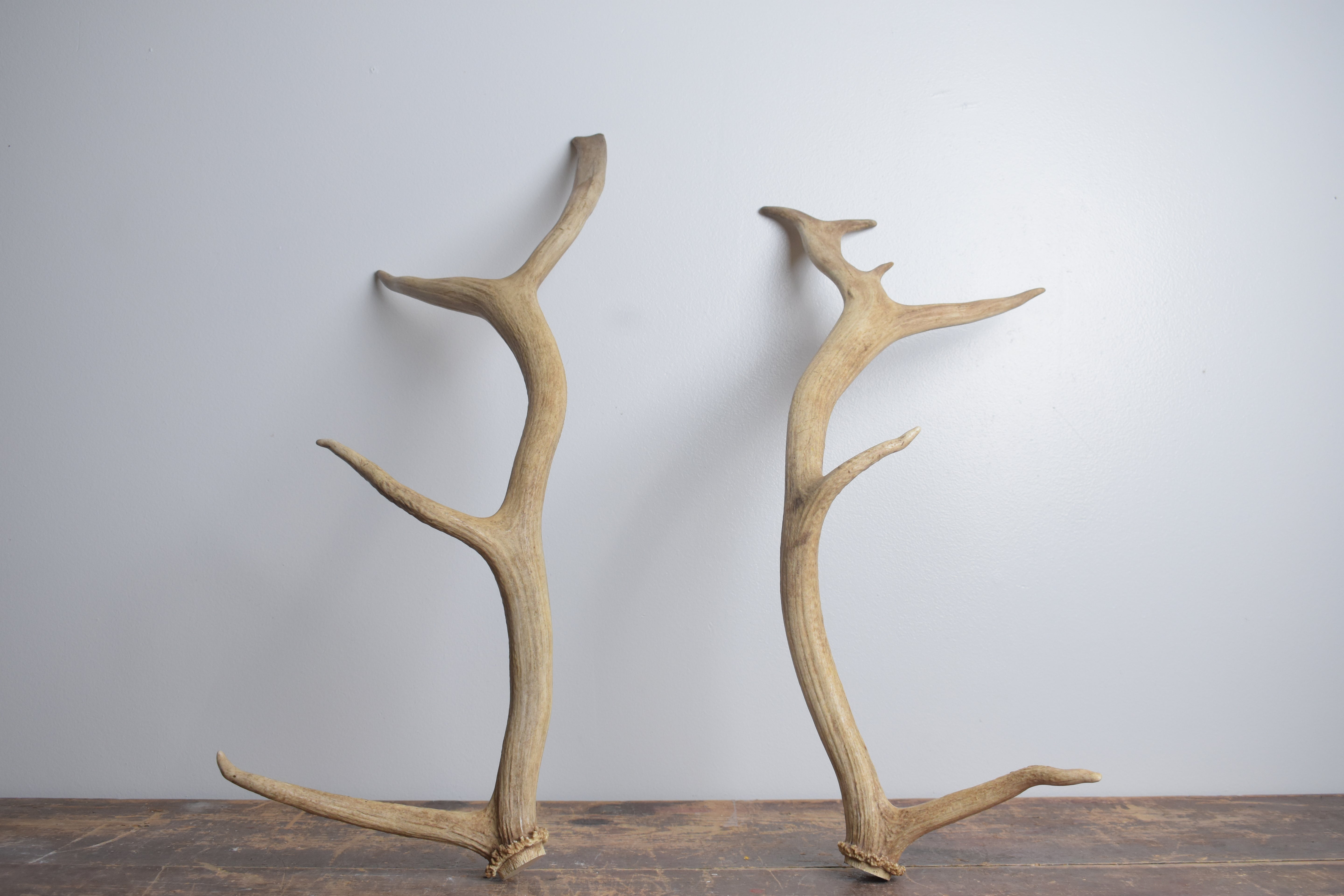 Elk Antler Set | Small | 163