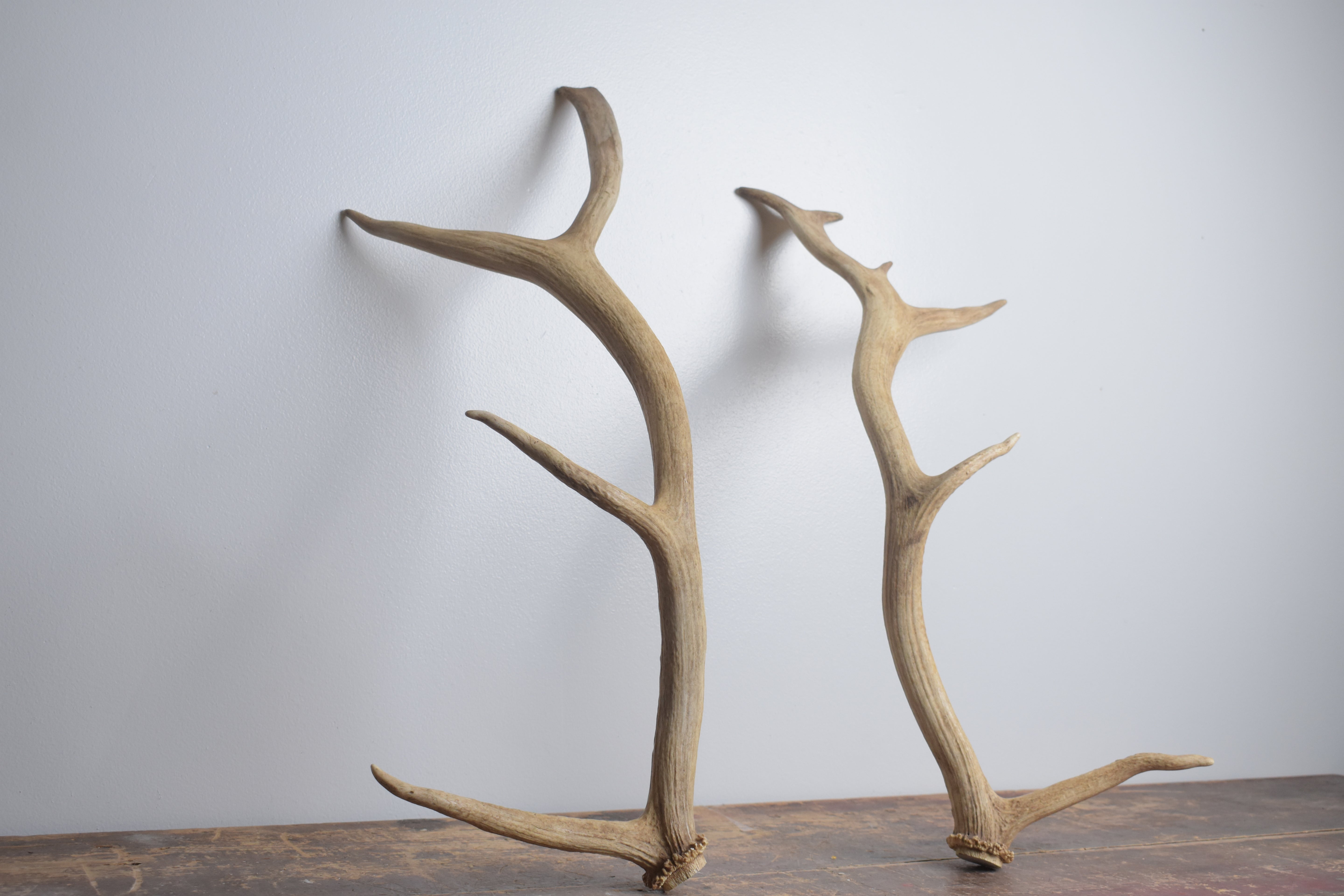 Elk Antler Set | Small | 163