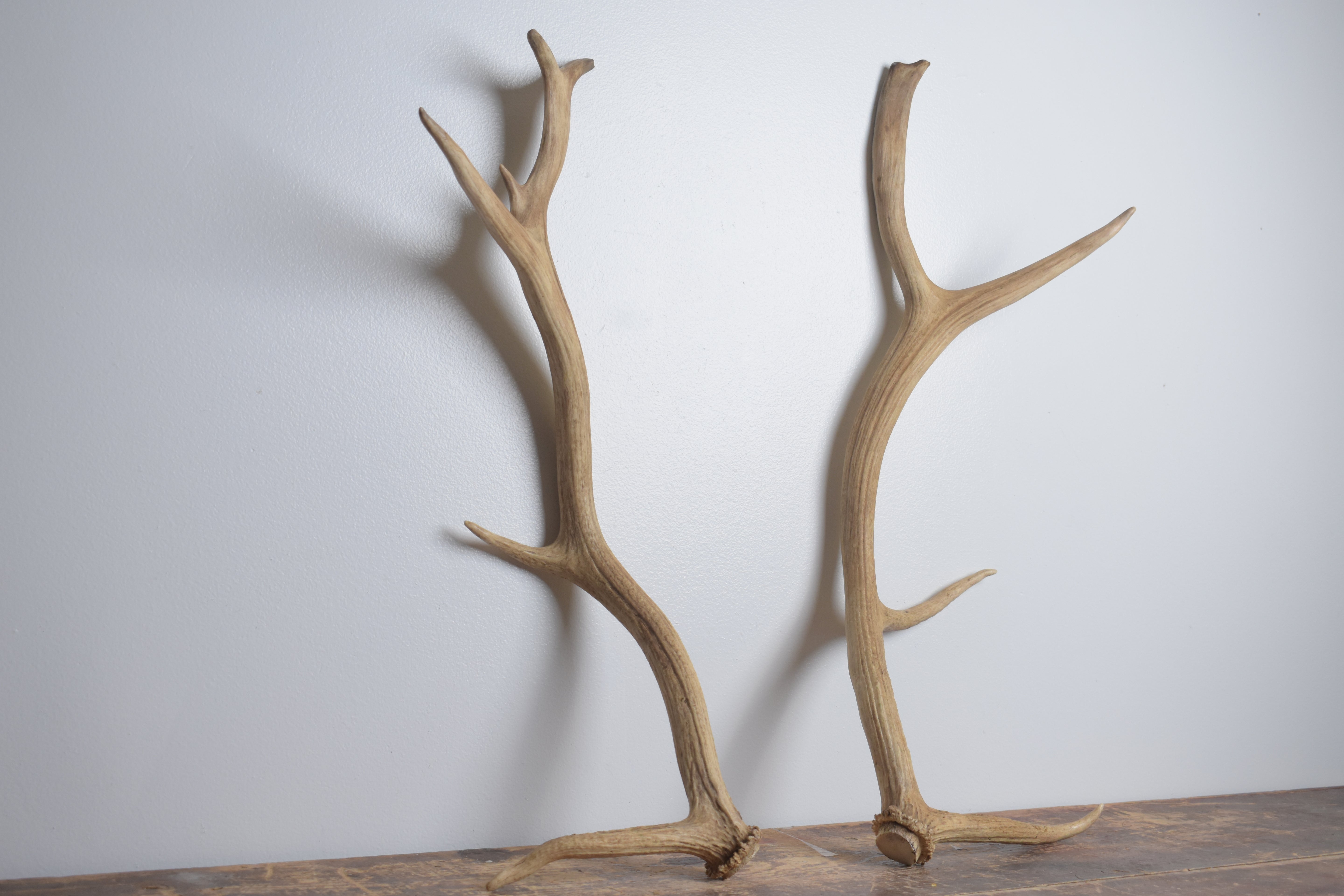 Elk Antler Set | Small | 163