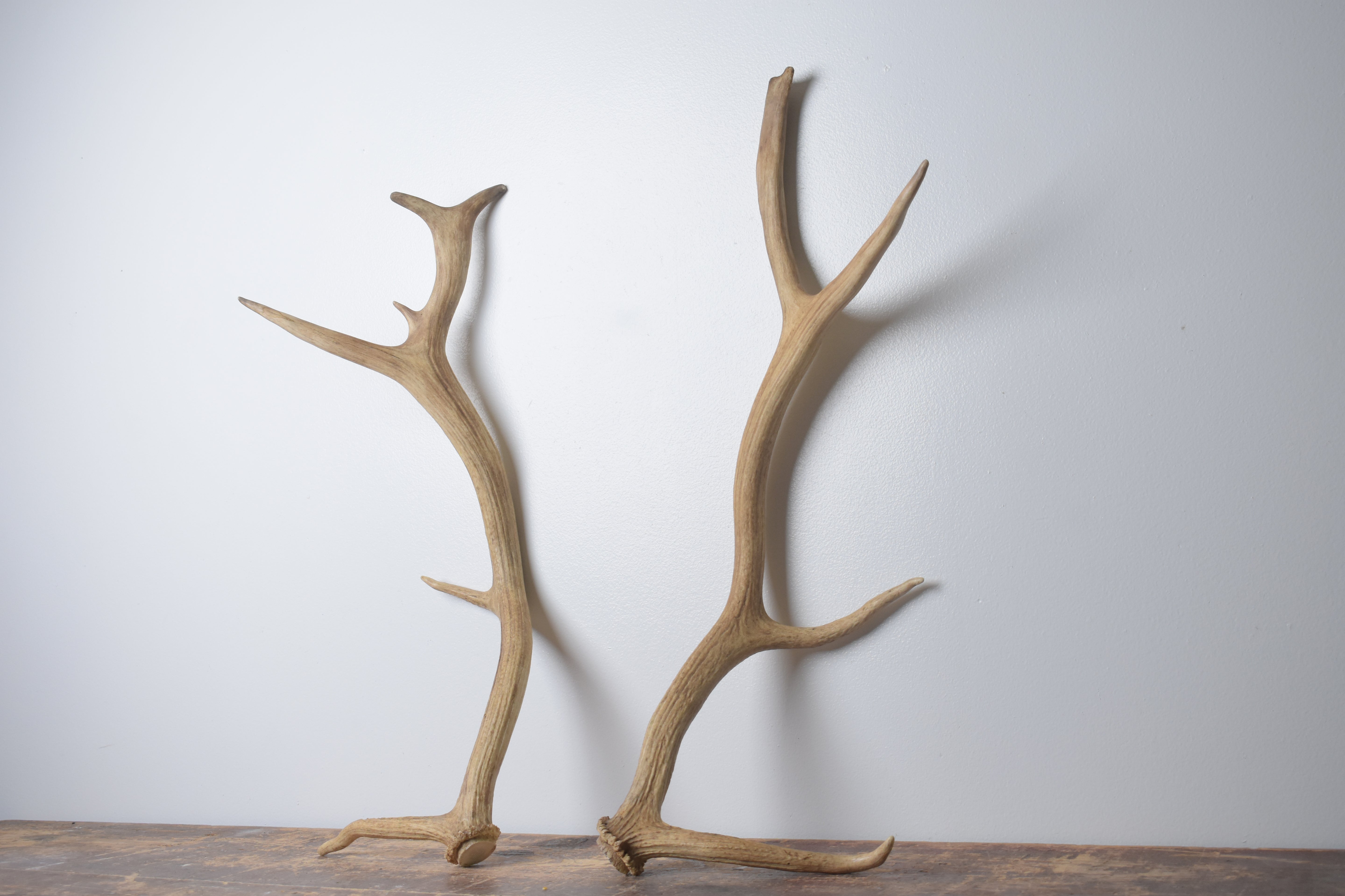Elk Antler Set | Small | 163