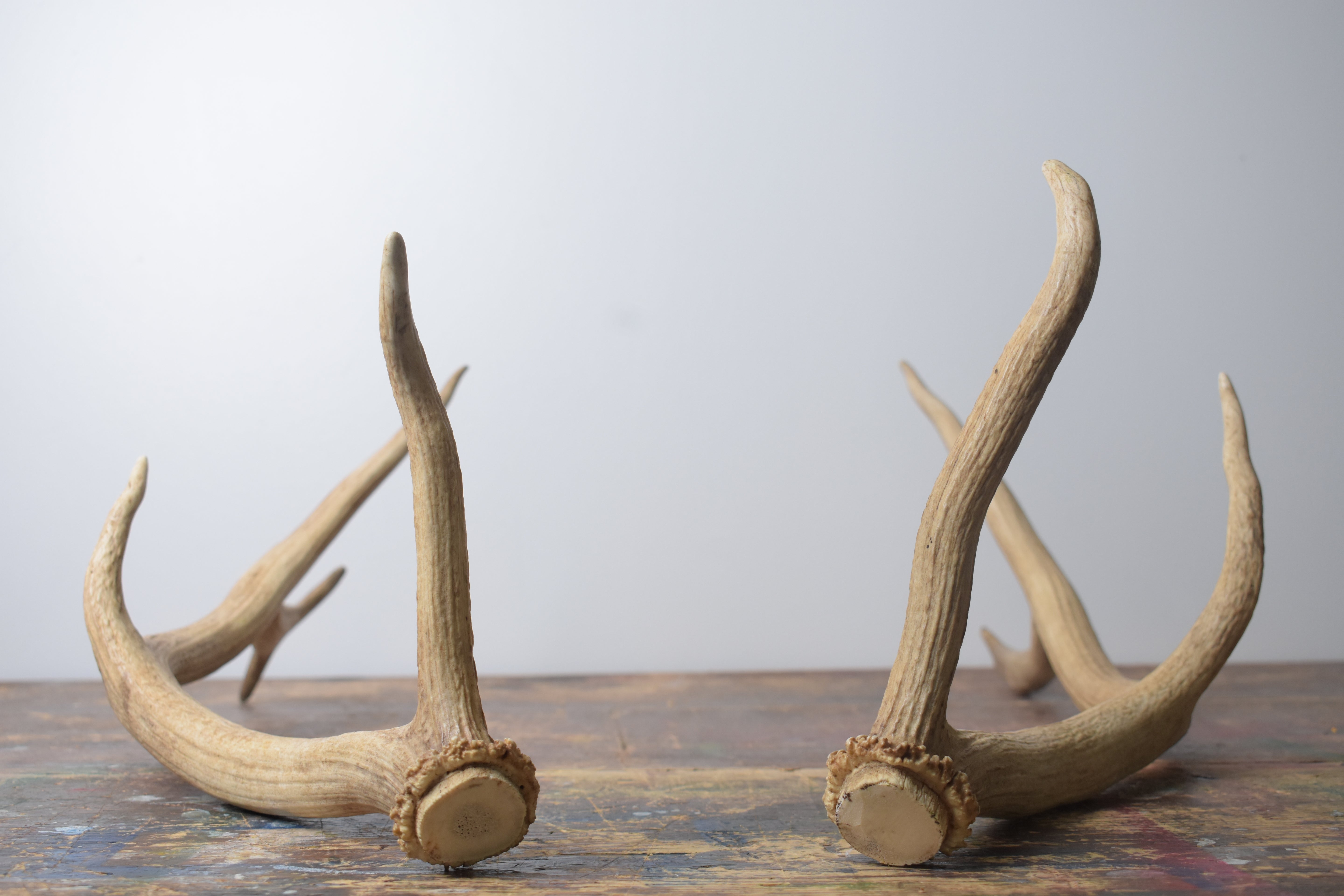 Elk Antler Set | Small | 163