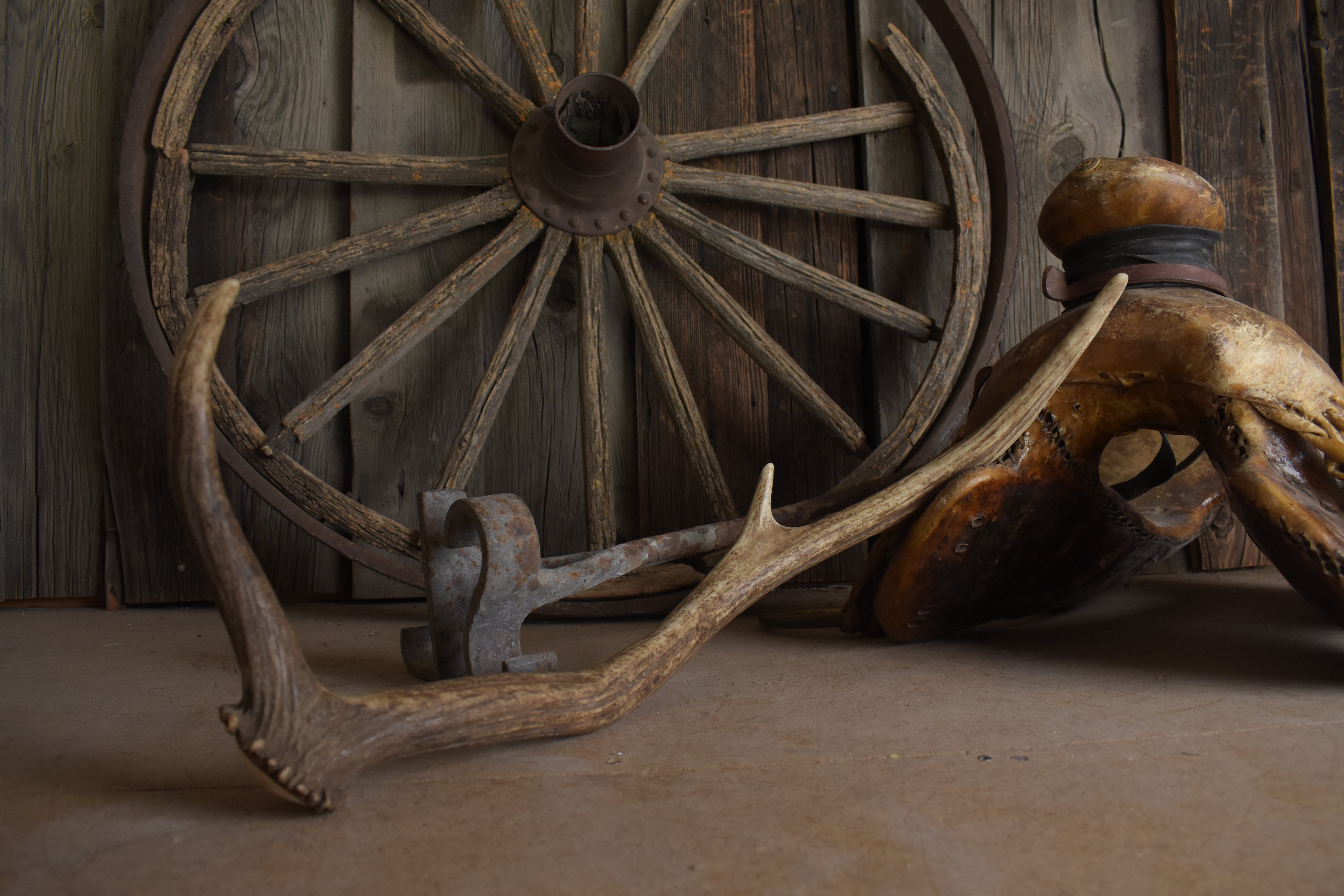 Elk Antler | Small Size | 165