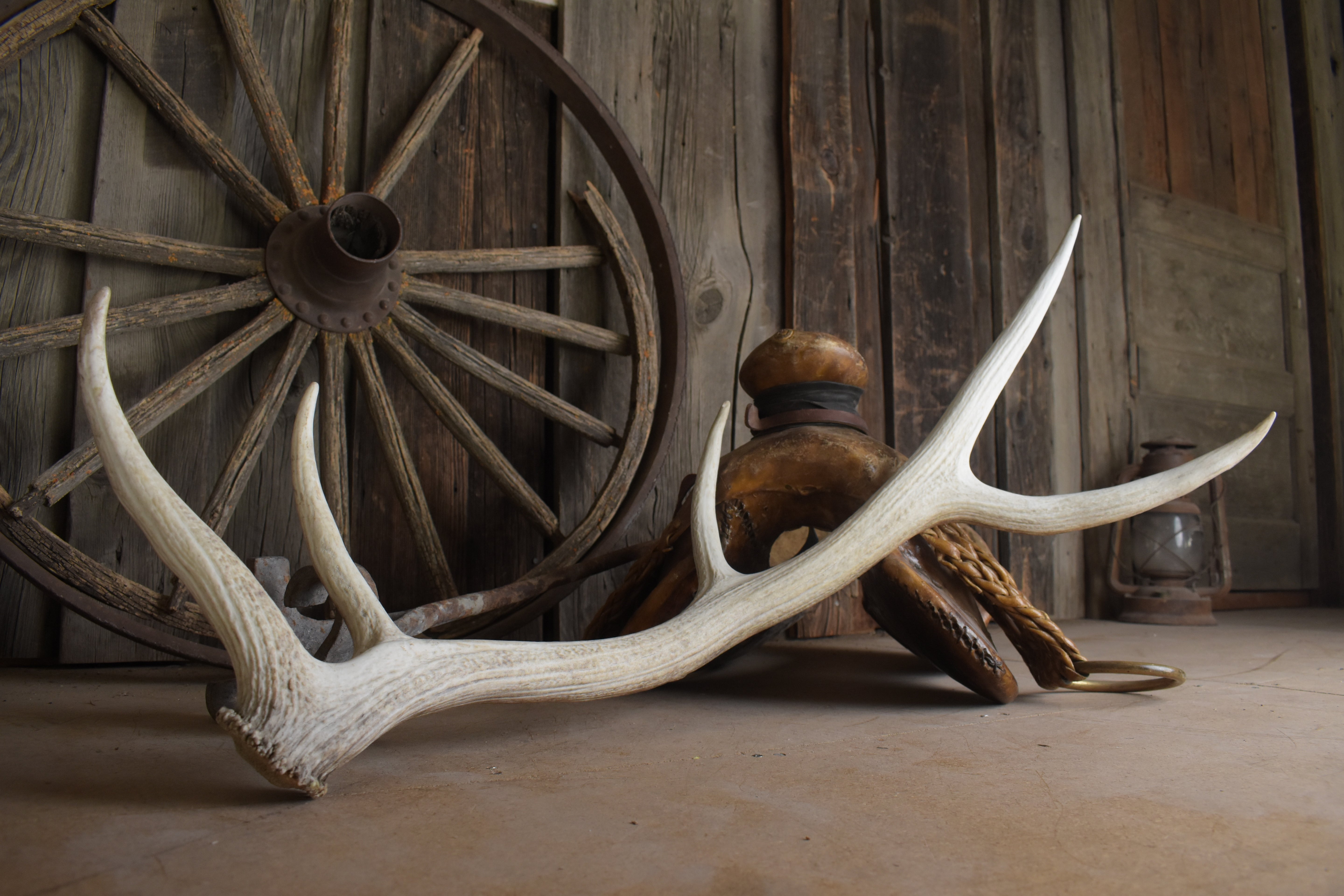 Elk Antler | Medium Size | 162