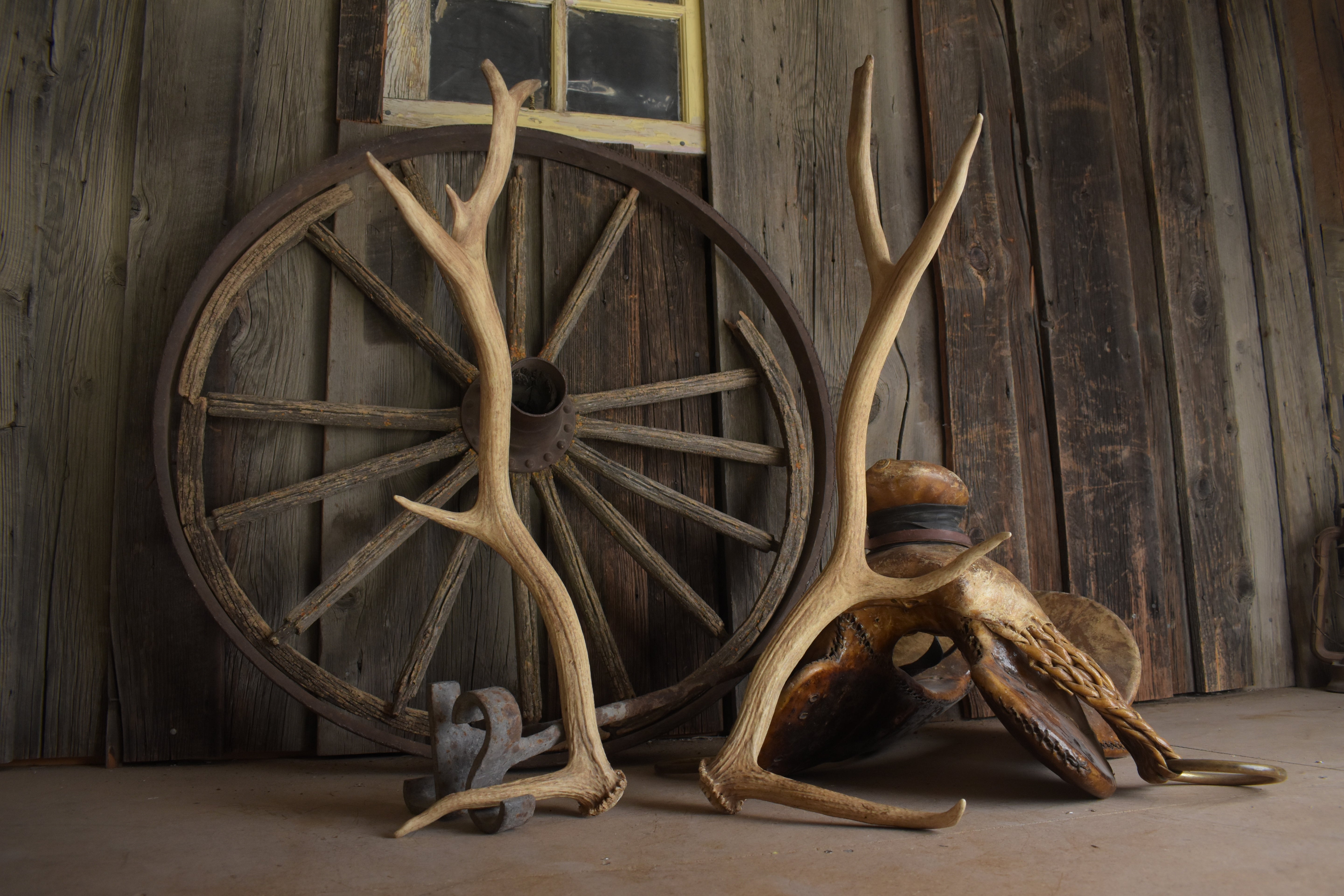 Elk Antler Set | Small | 163