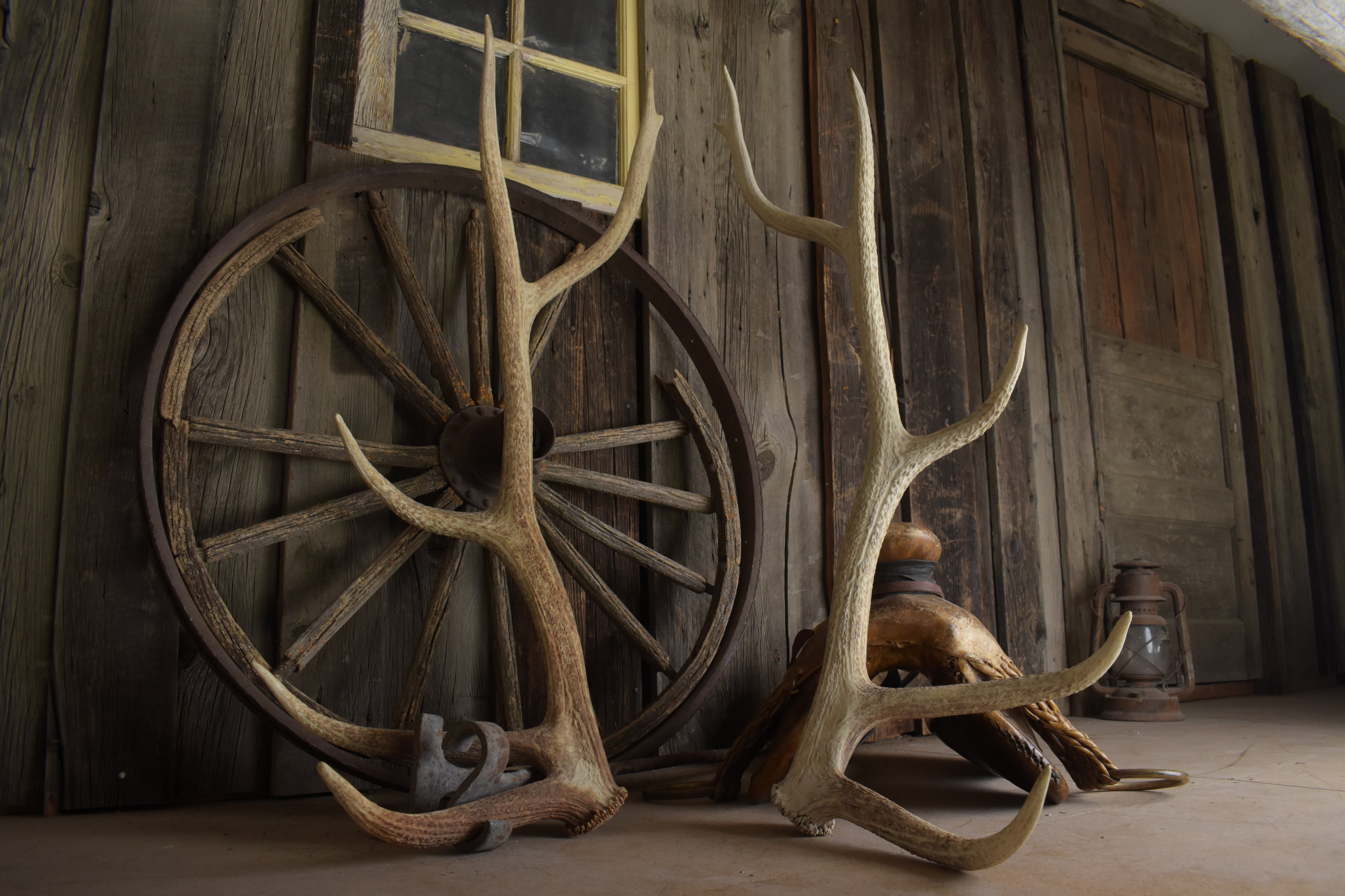 Elk Antler Set | Large | 164
