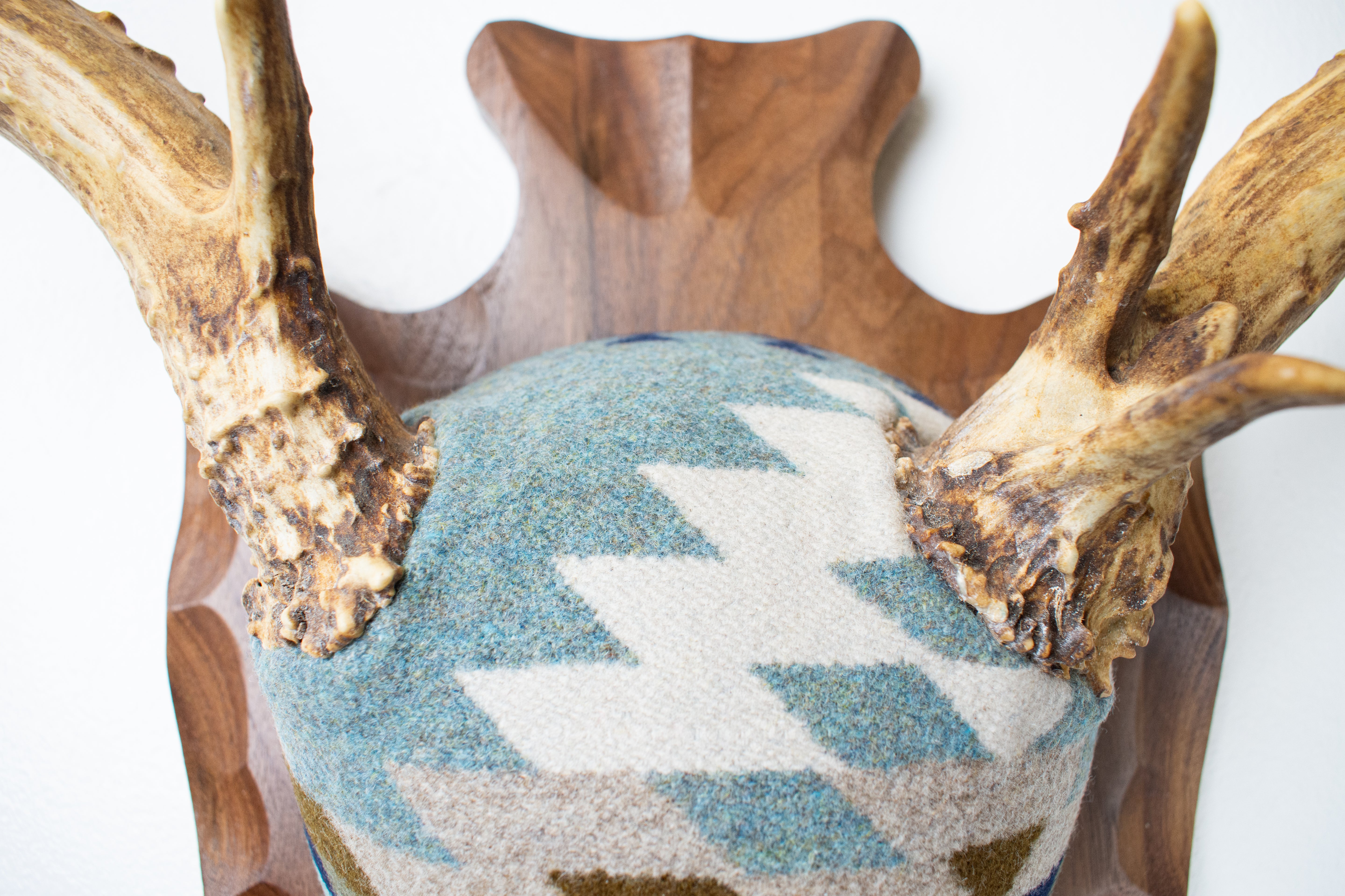 Mule Deer Antler Mount | Stone | 15