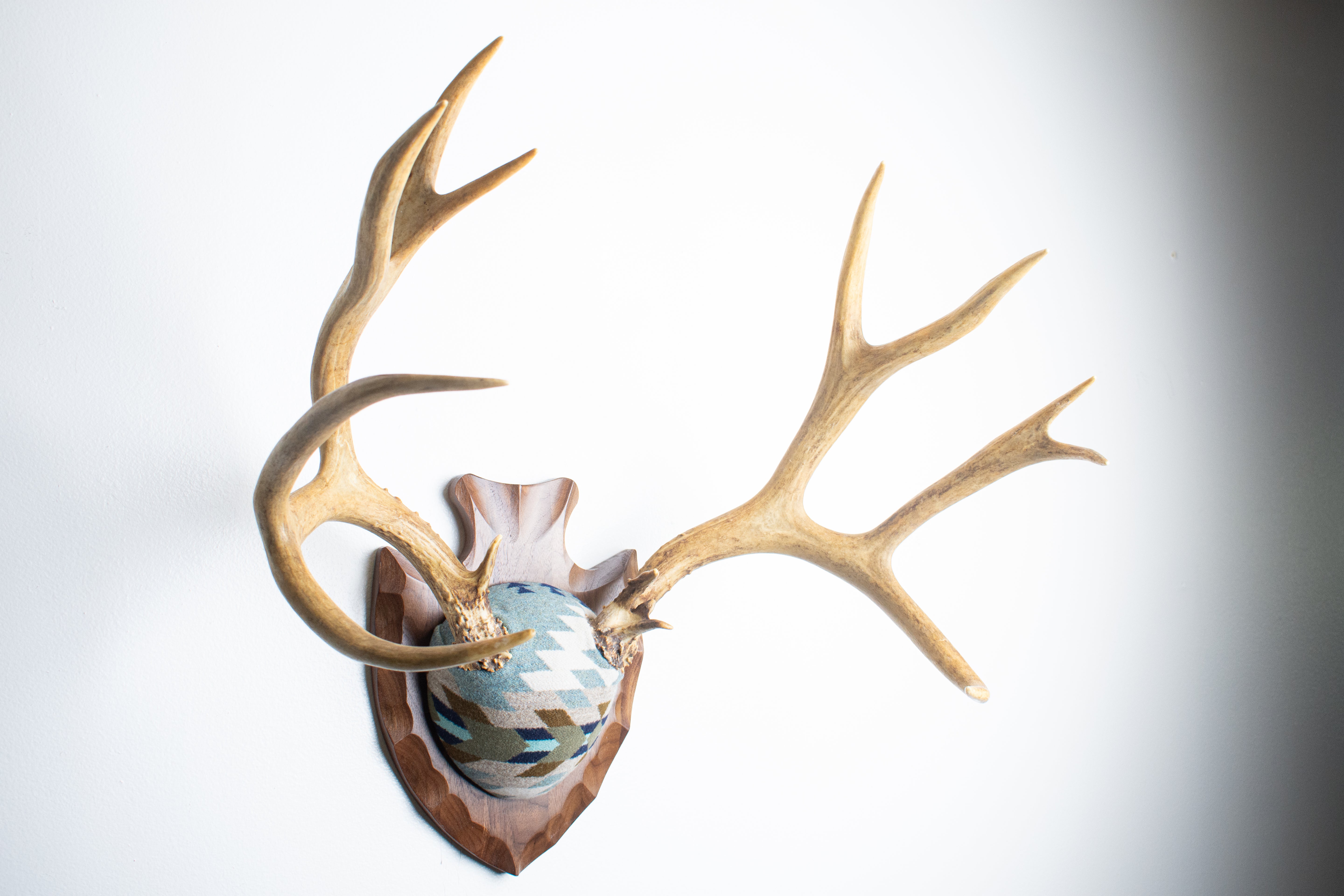 Mule Deer Antler Mount | Stone | 15