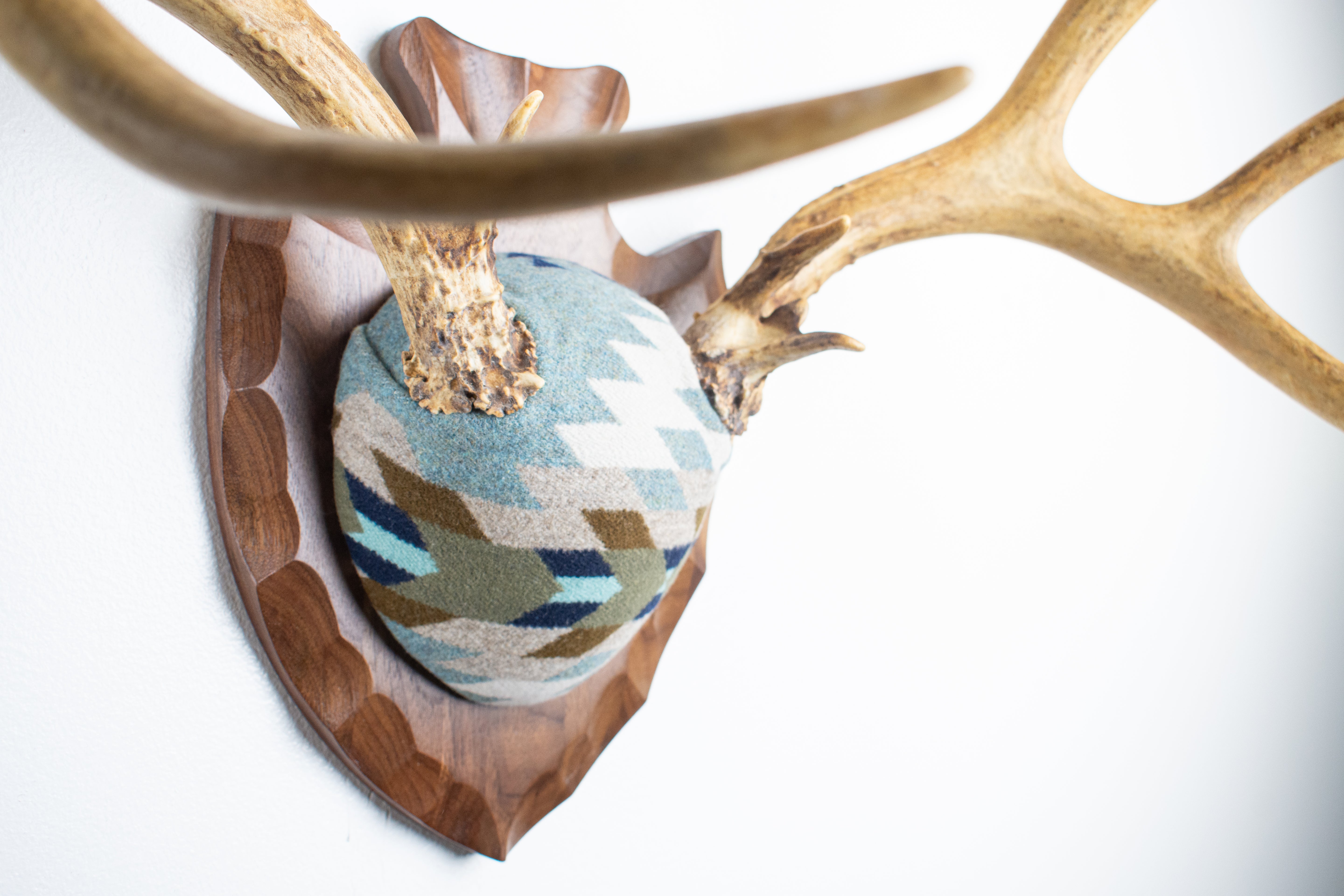 Mule Deer Antler Mount | Stone | 15