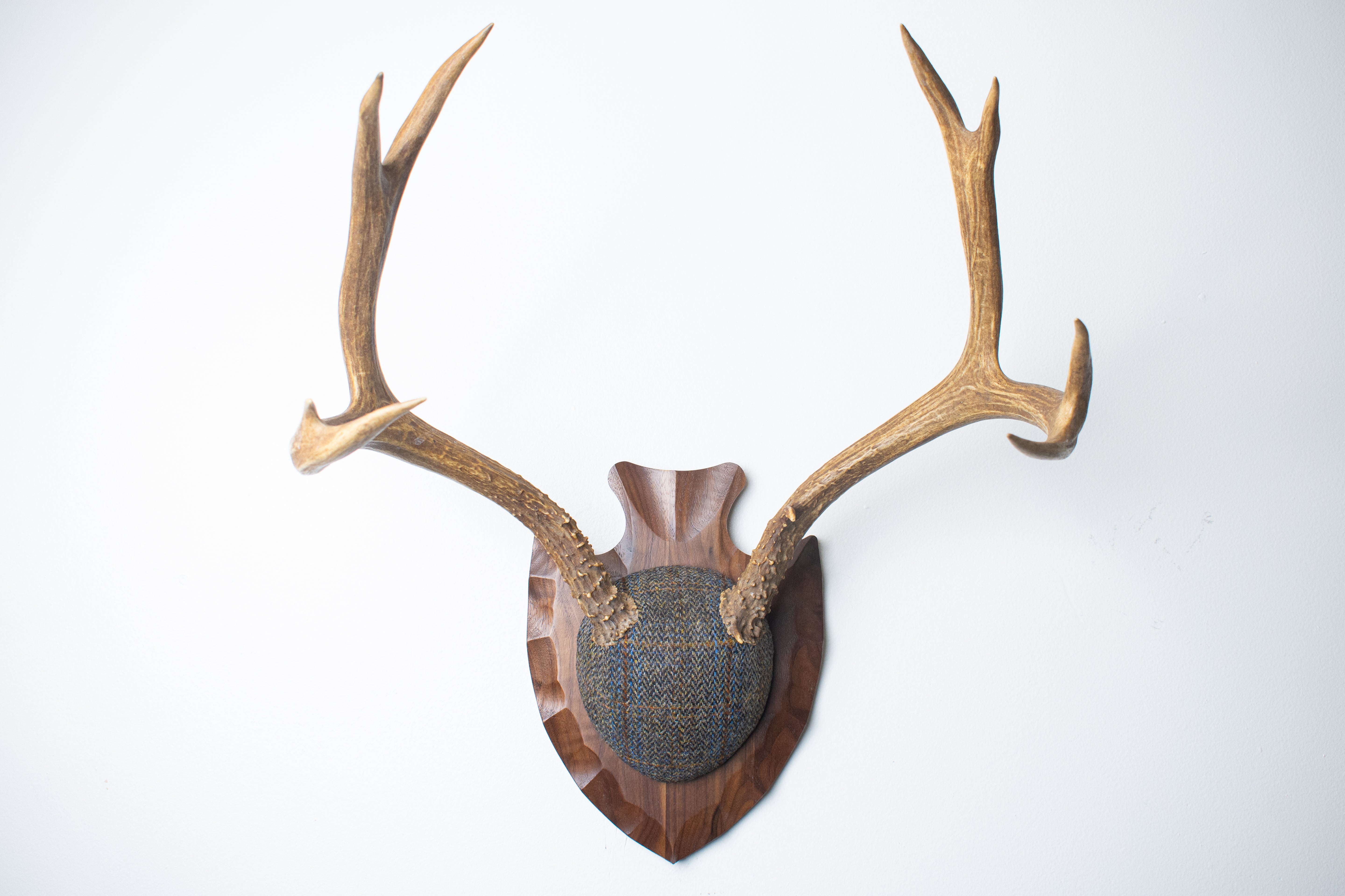 Mule Deer Antler Mount | Green and Blue Herringbone with Rust Overcheck | 36