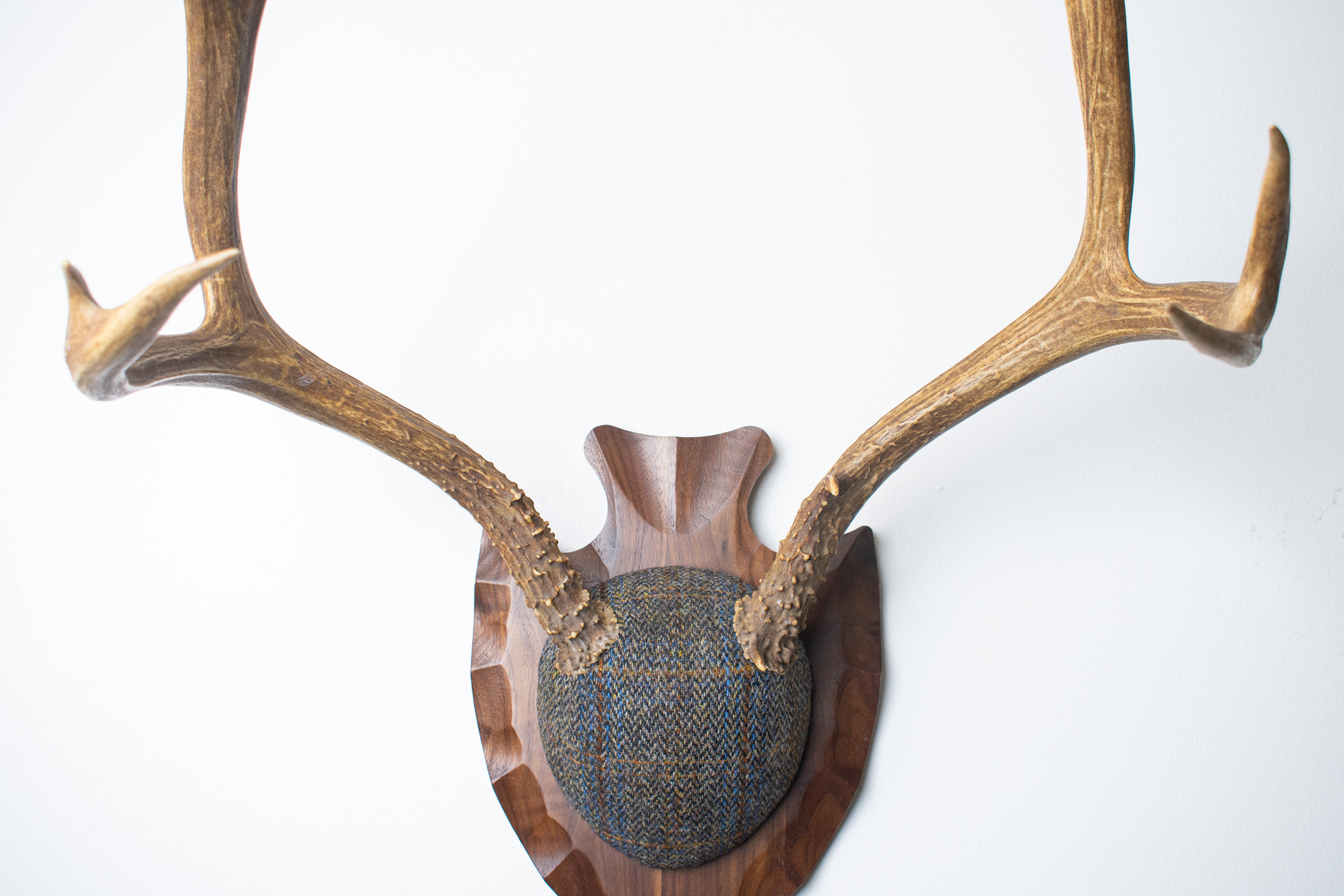 Mule Deer Antler Mount | Green and Blue Herringbone with Rust Overcheck | 36