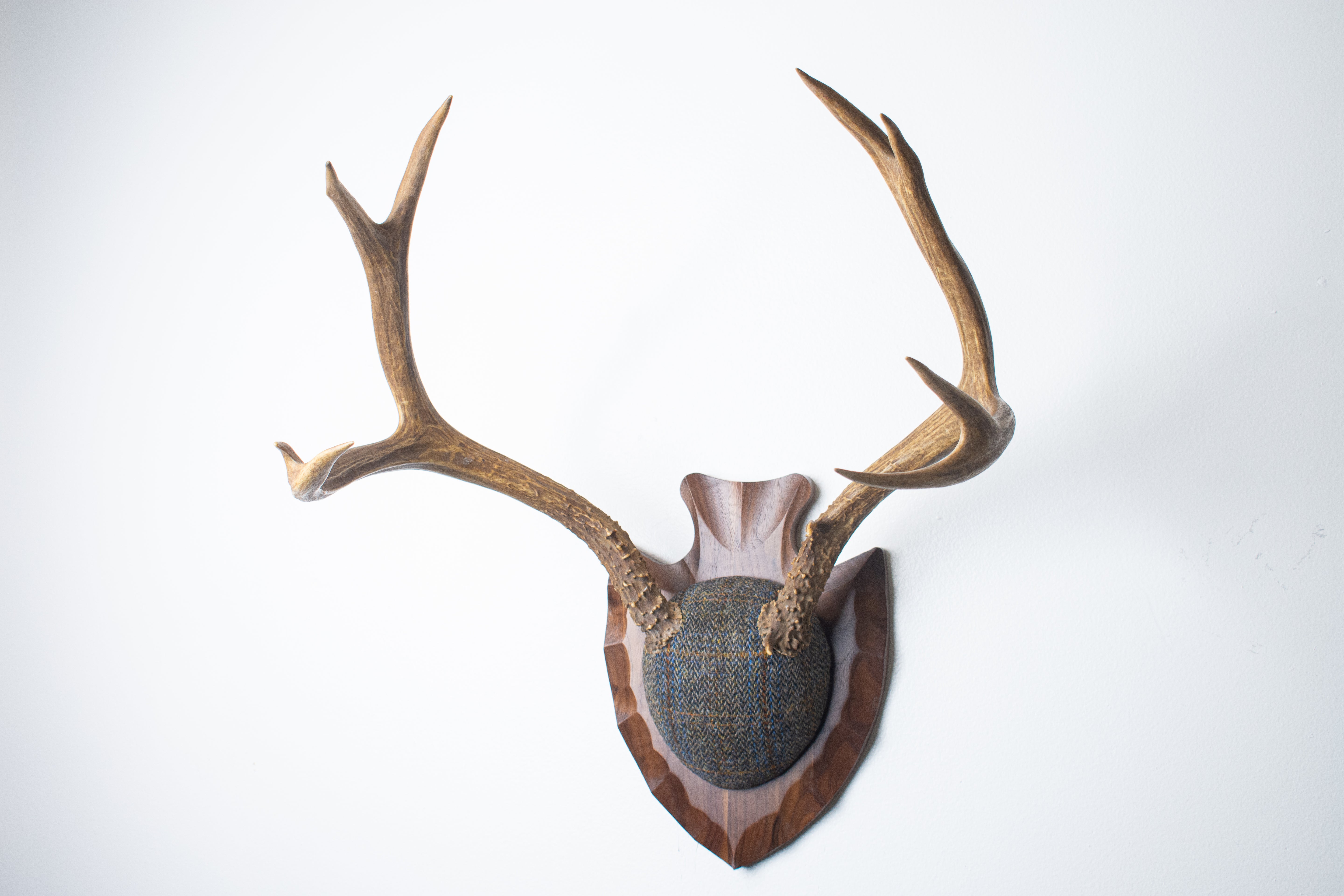 Mule Deer Antler Mount | Green and Blue Herringbone with Rust Overcheck | 36