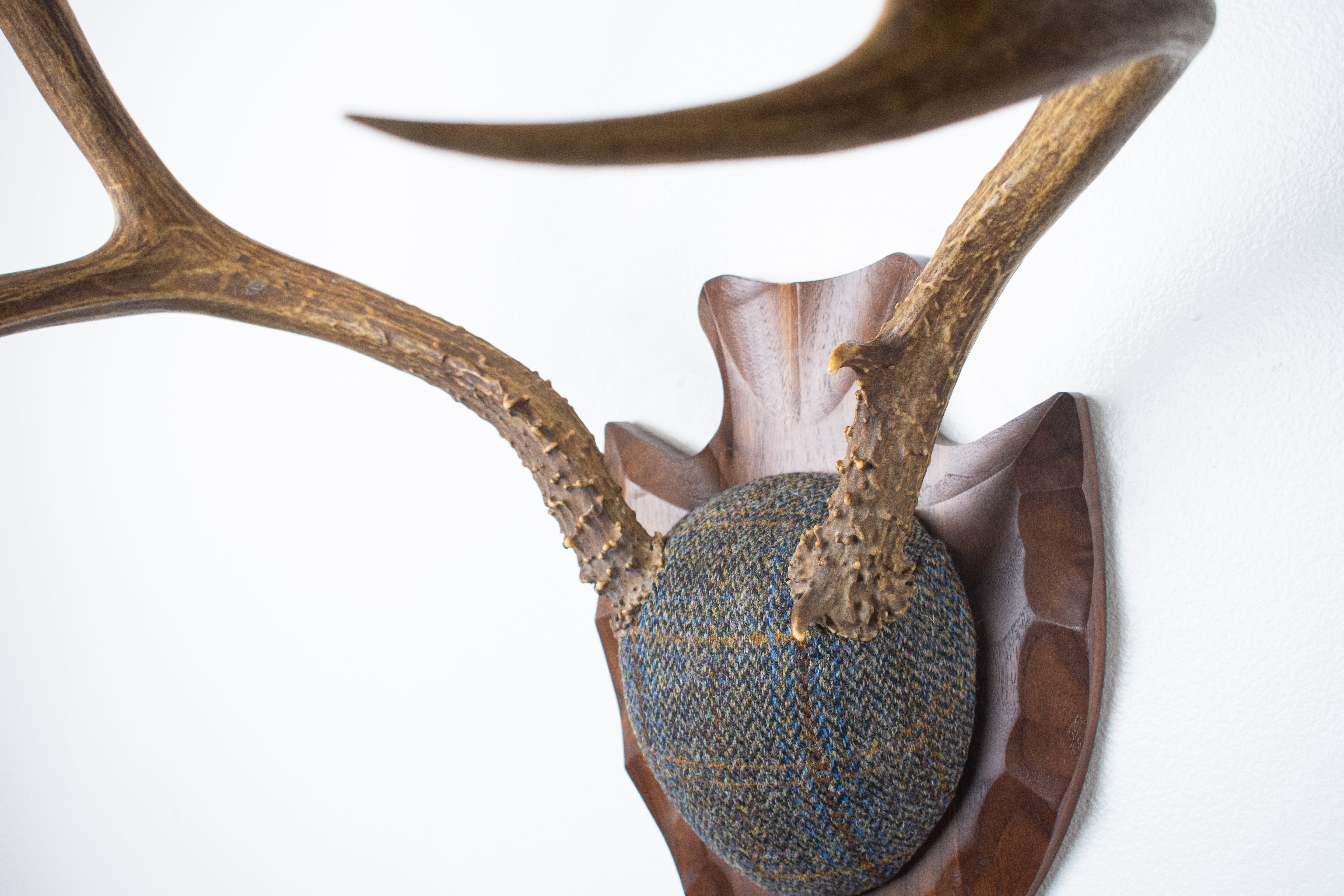 Mule Deer Antler Mount | Green and Blue Herringbone with Rust Overcheck | 36