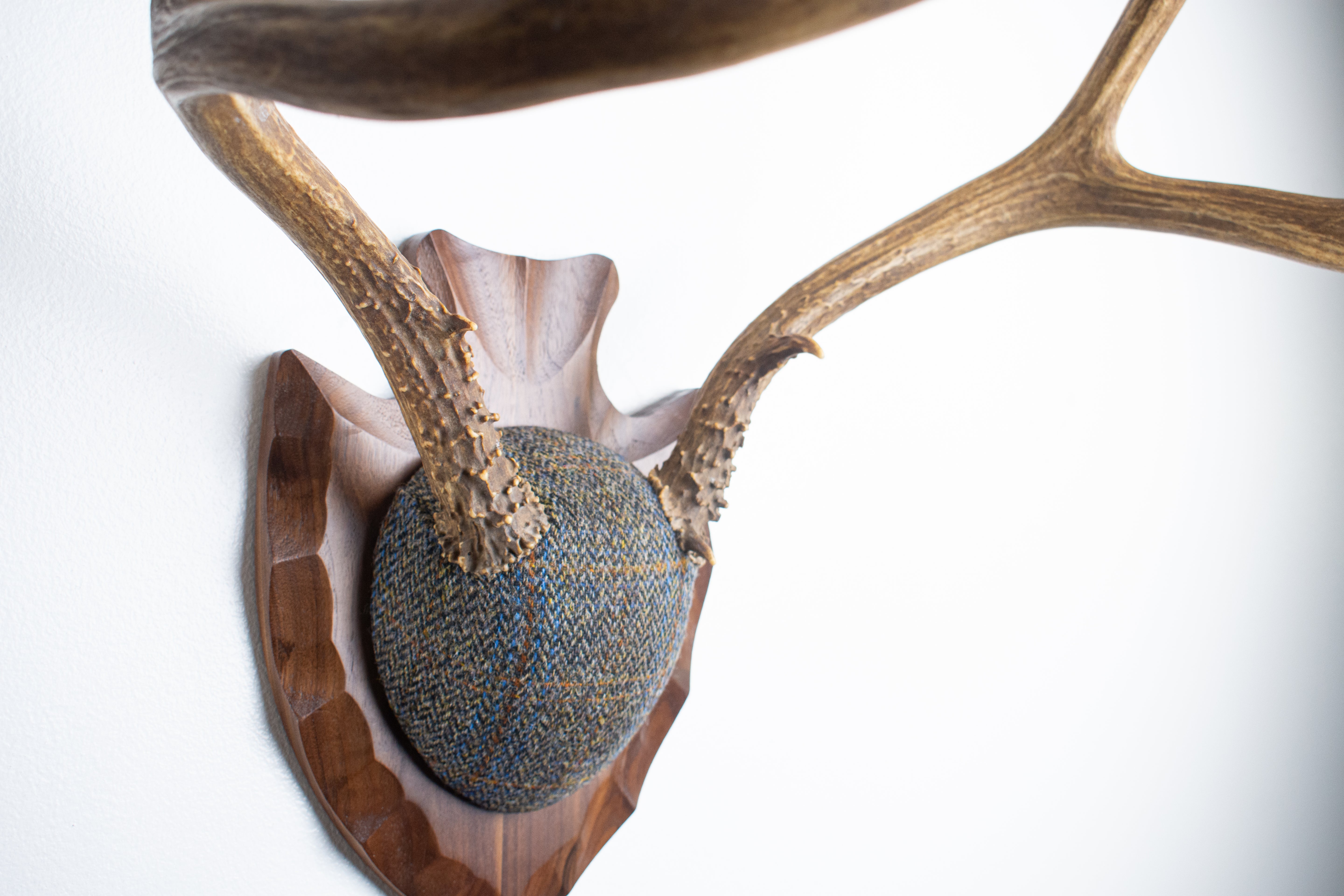Mule Deer Antler Mount | Green and Blue Herringbone with Rust Overcheck | 36
