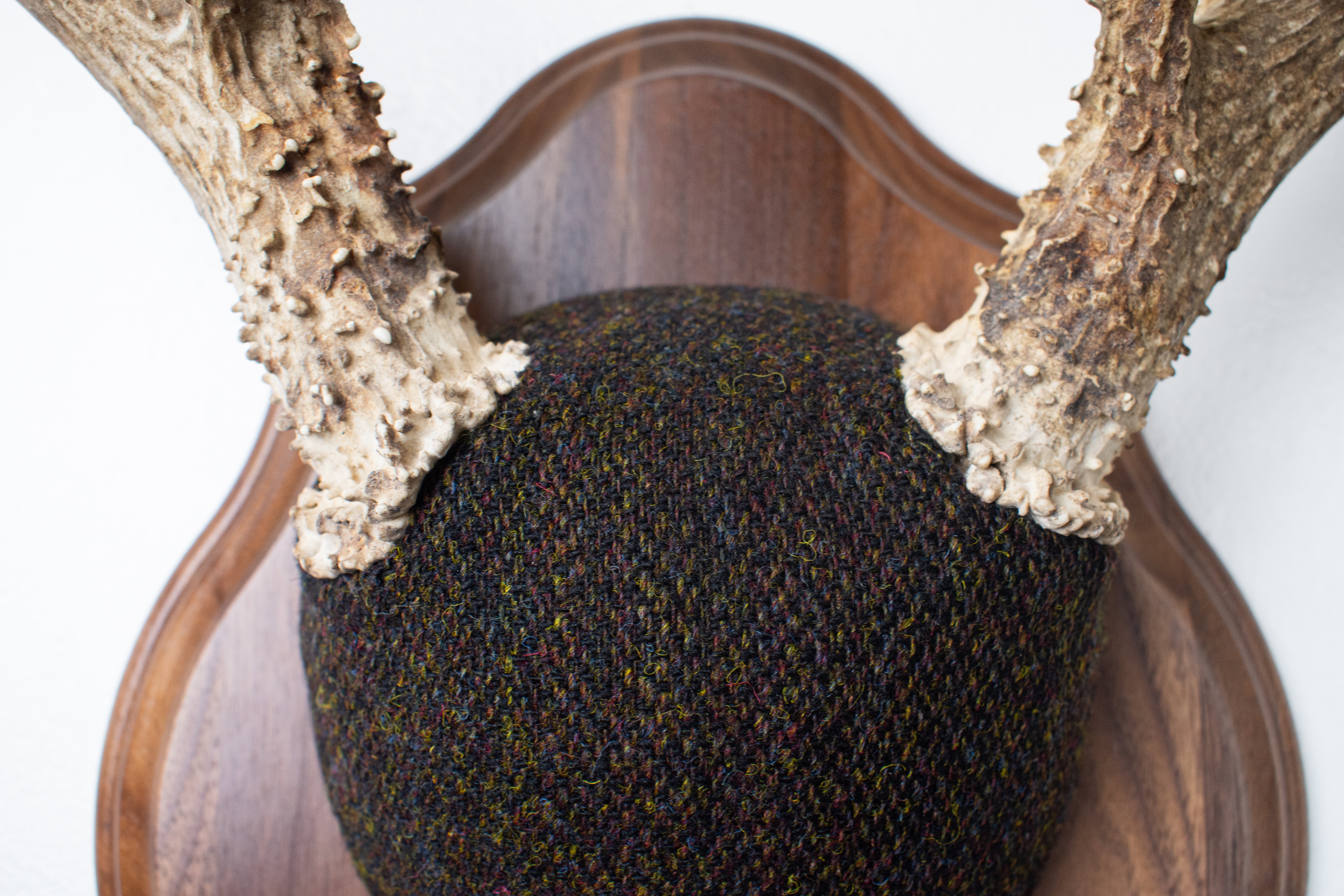 Mule Deer Antler Mount | Green and Brown Barleycorn | 37