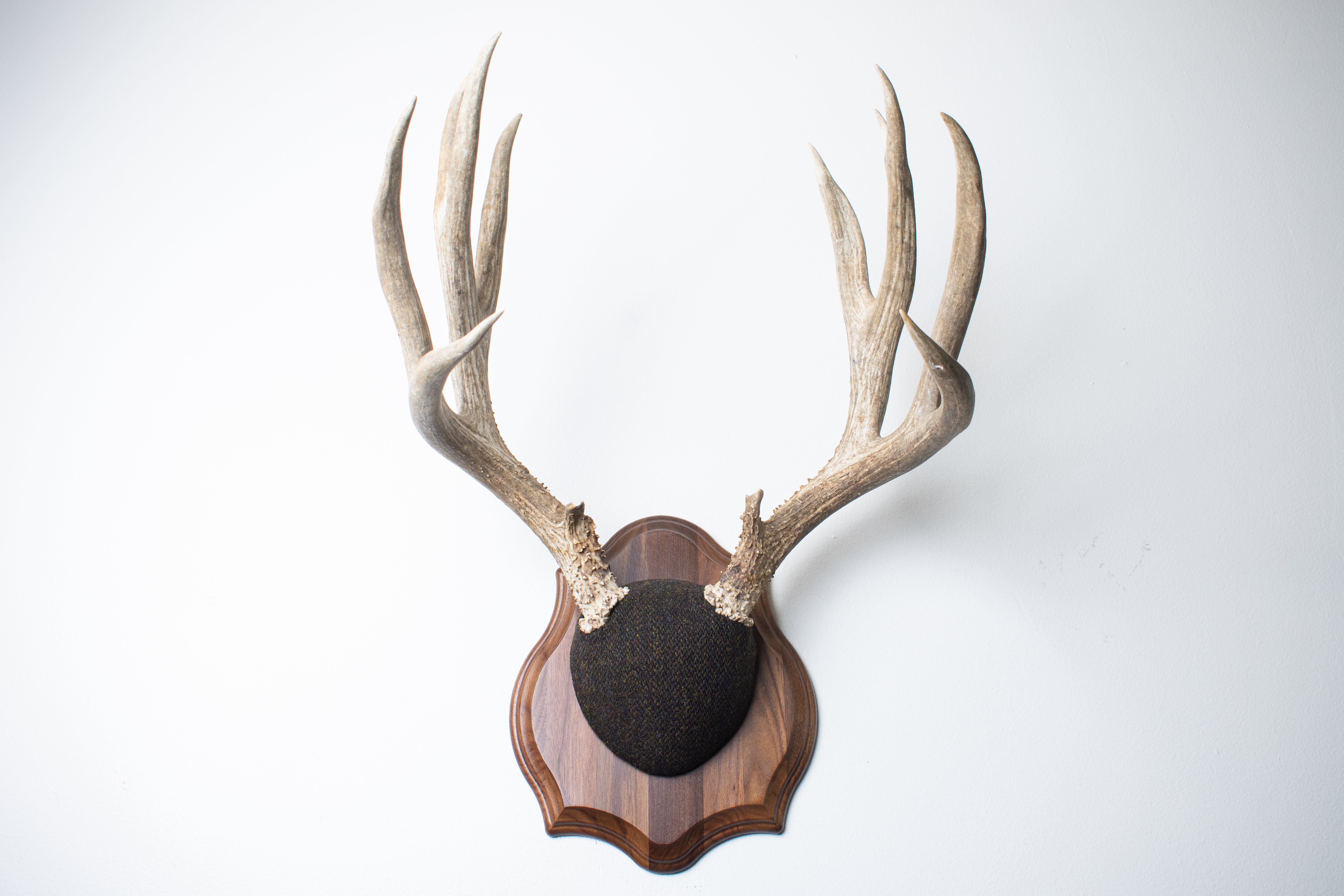 Mule Deer Antler Mount | Green and Brown Barleycorn | 37