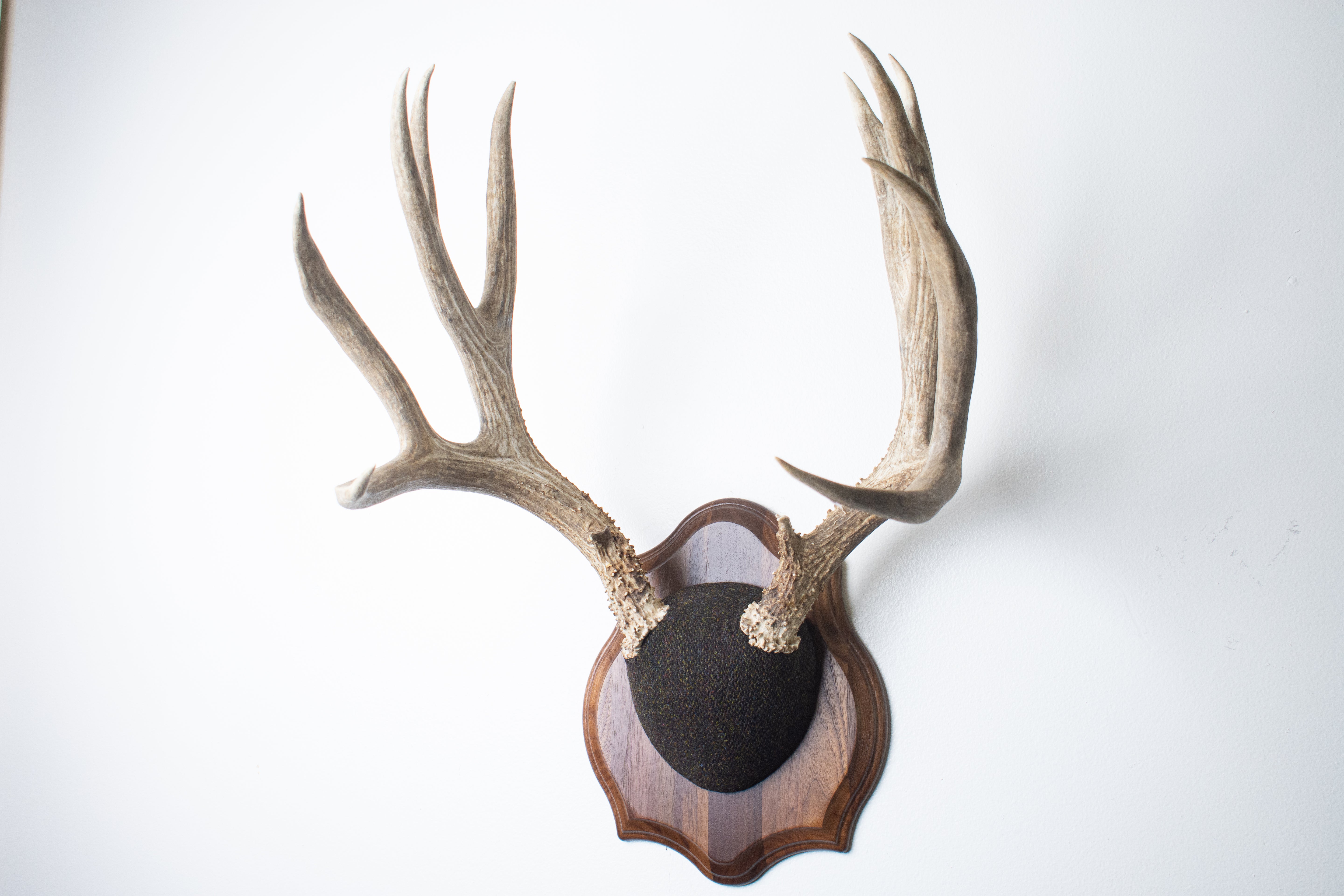Mule Deer Antler Mount | Green and Brown Barleycorn | 37