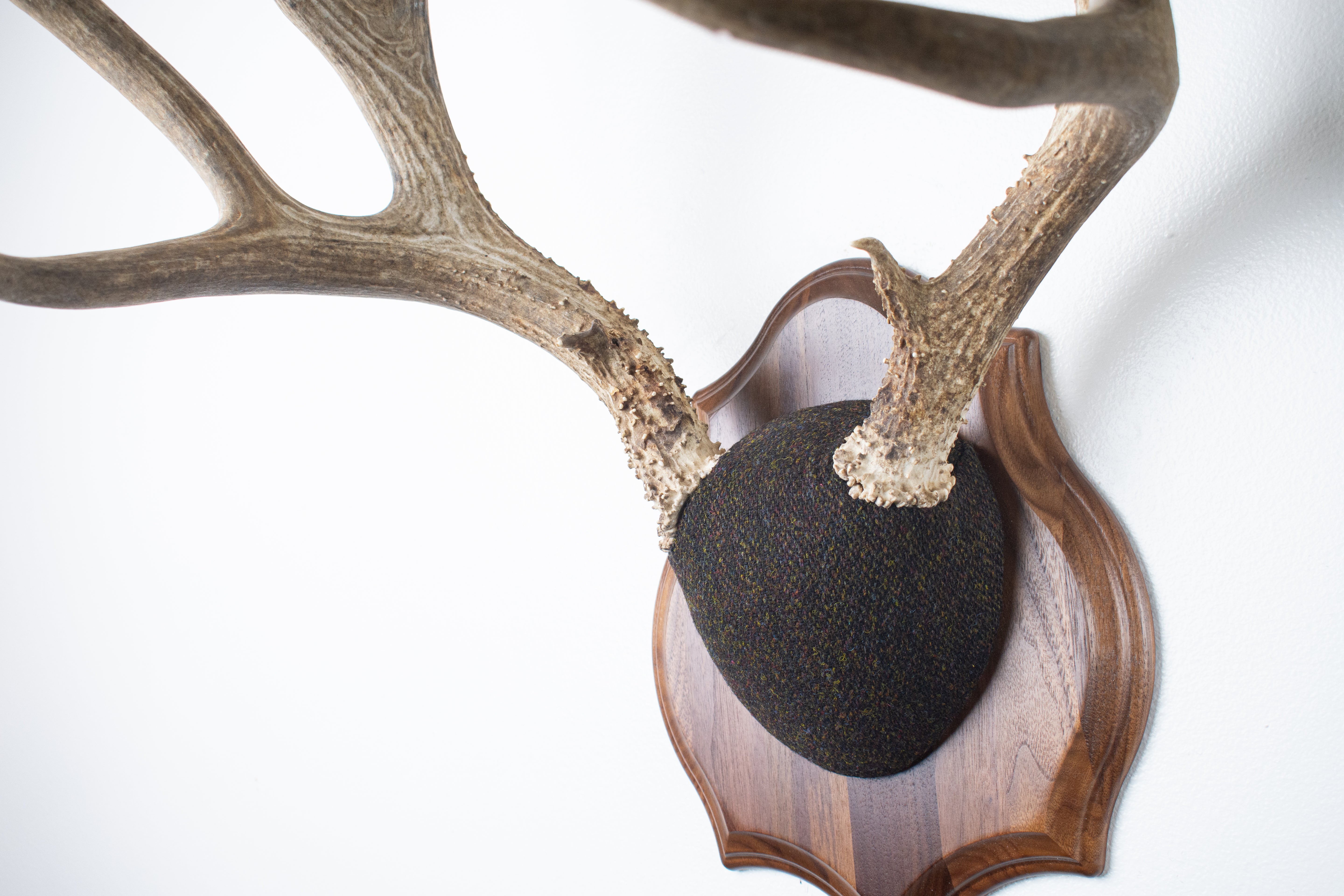 Mule Deer Antler Mount | Green and Brown Barleycorn | 37