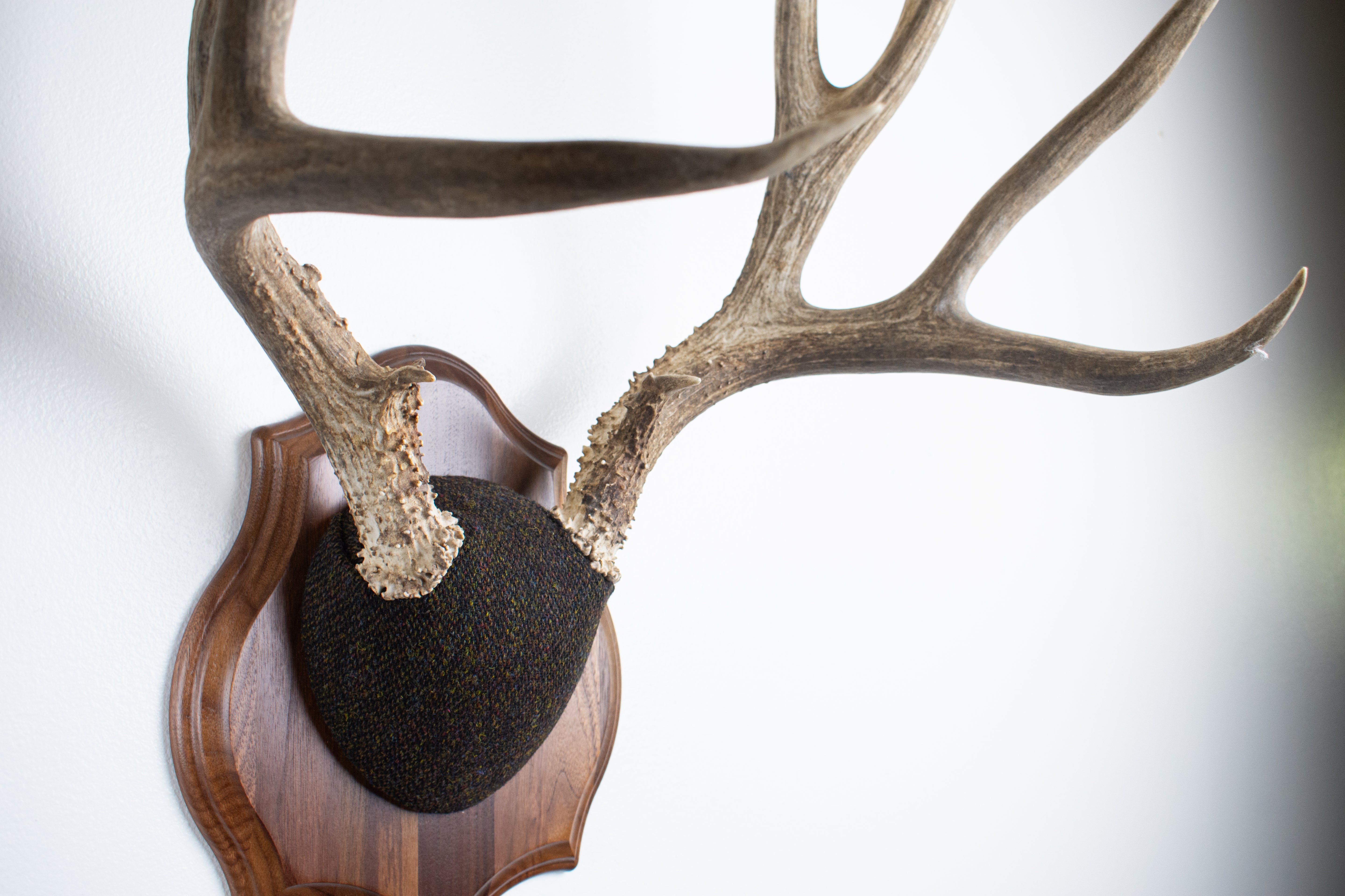 Mule Deer Antler Mount | Green and Brown Barleycorn | 37