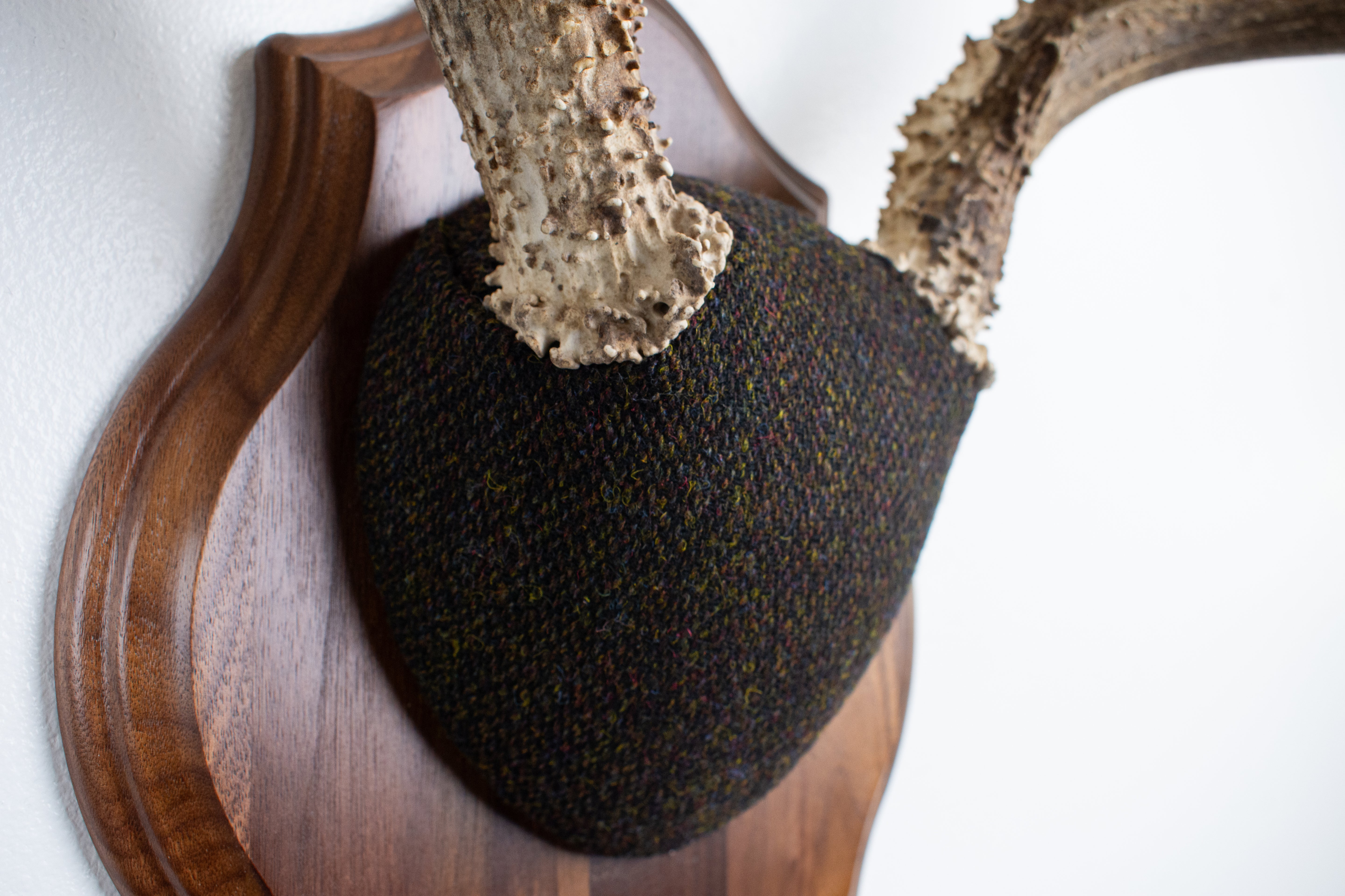 Mule Deer Antler Mount | Green and Brown Barleycorn | 37