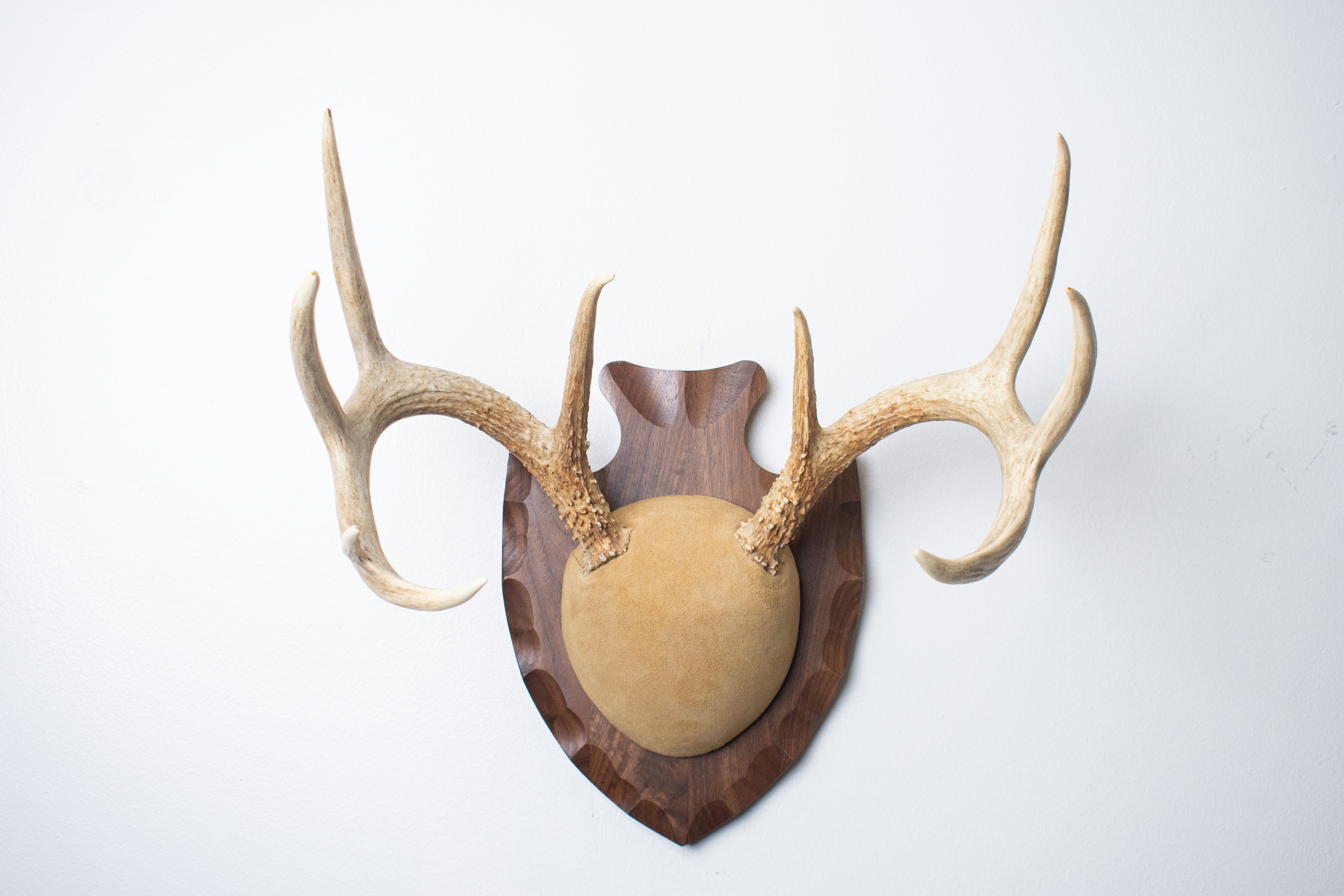 Whitetail Deer Antler Mount | Sand | 16