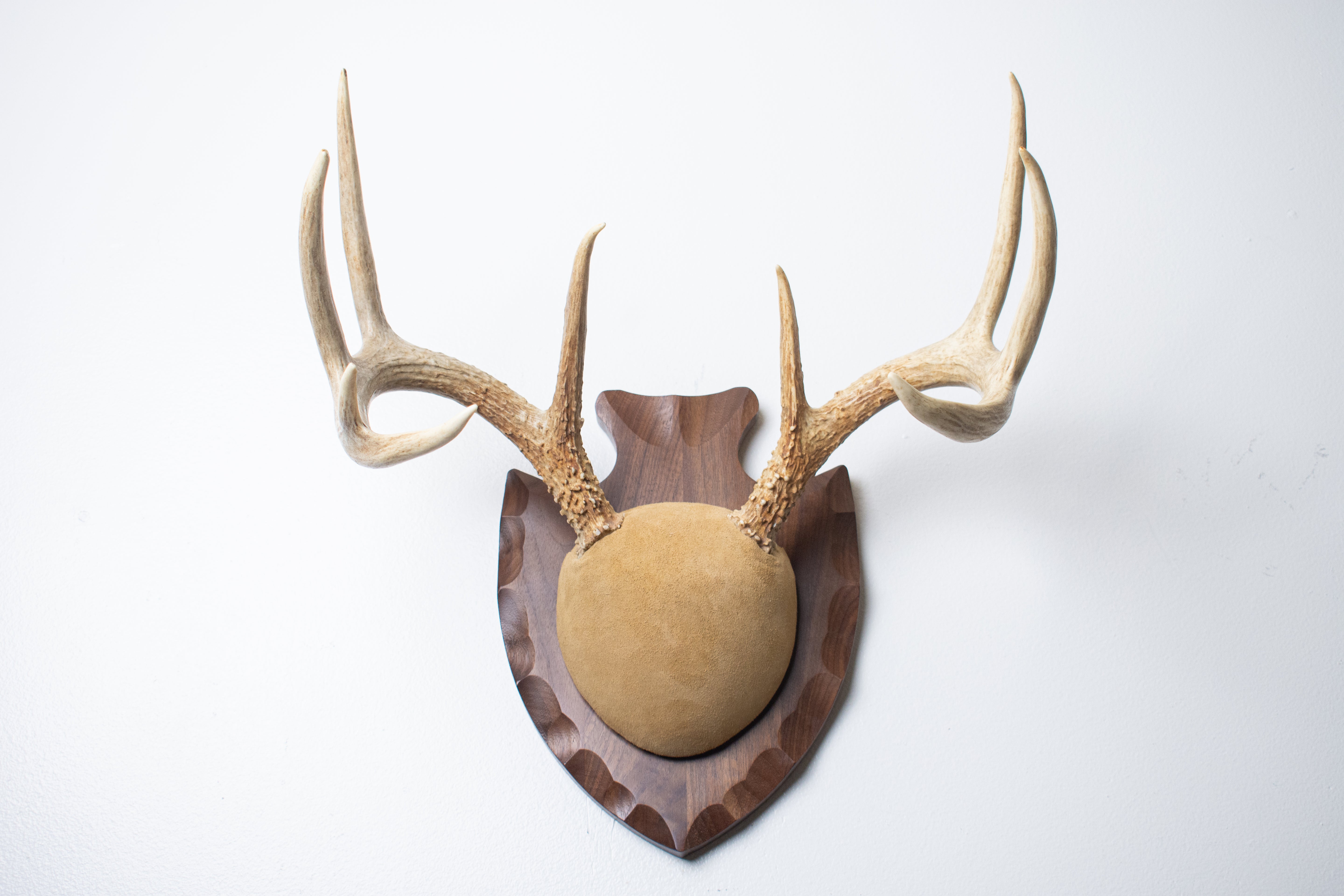 Whitetail Deer Antler Mount | Sand | 16