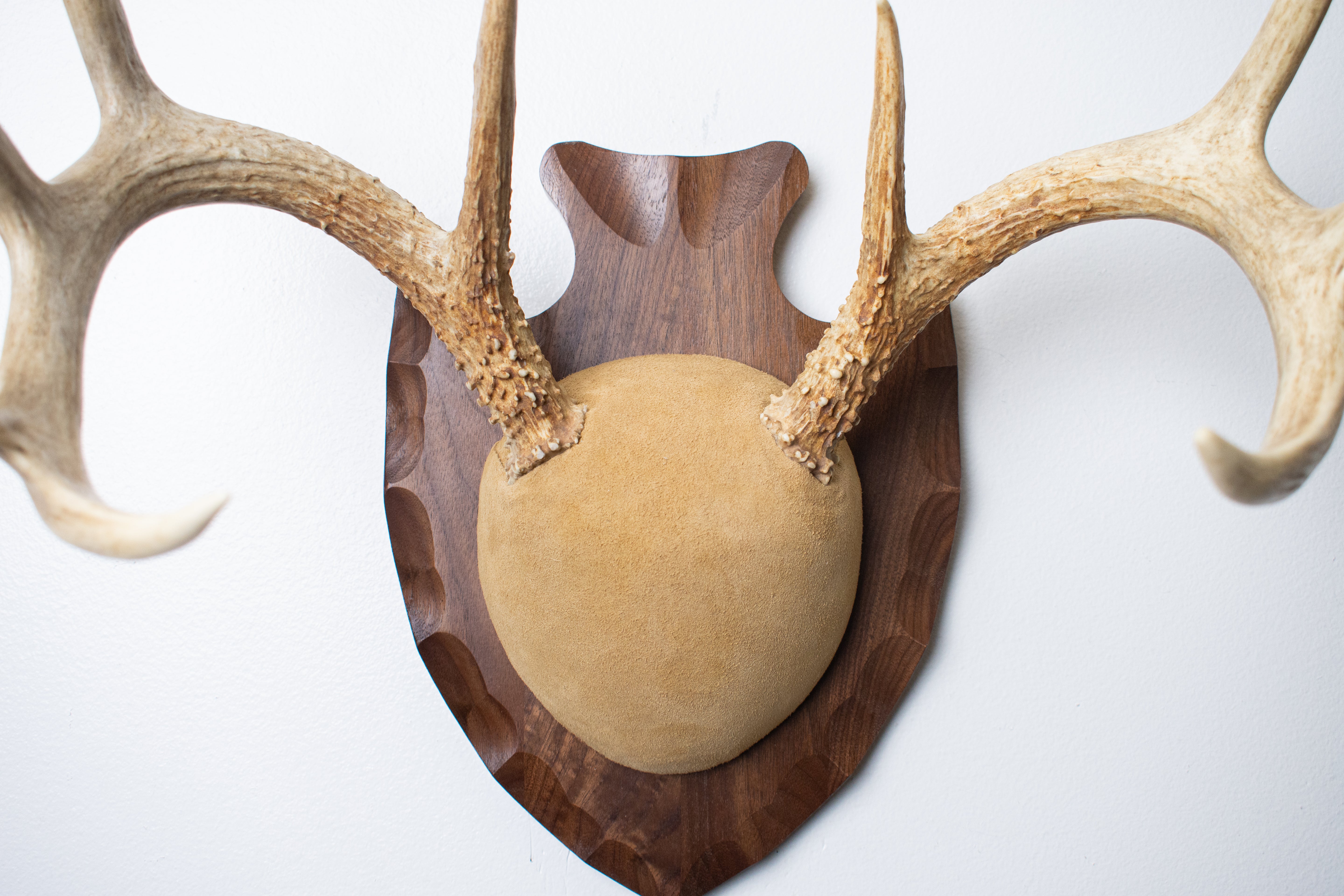 Whitetail Deer Antler Mount | Sand | 16