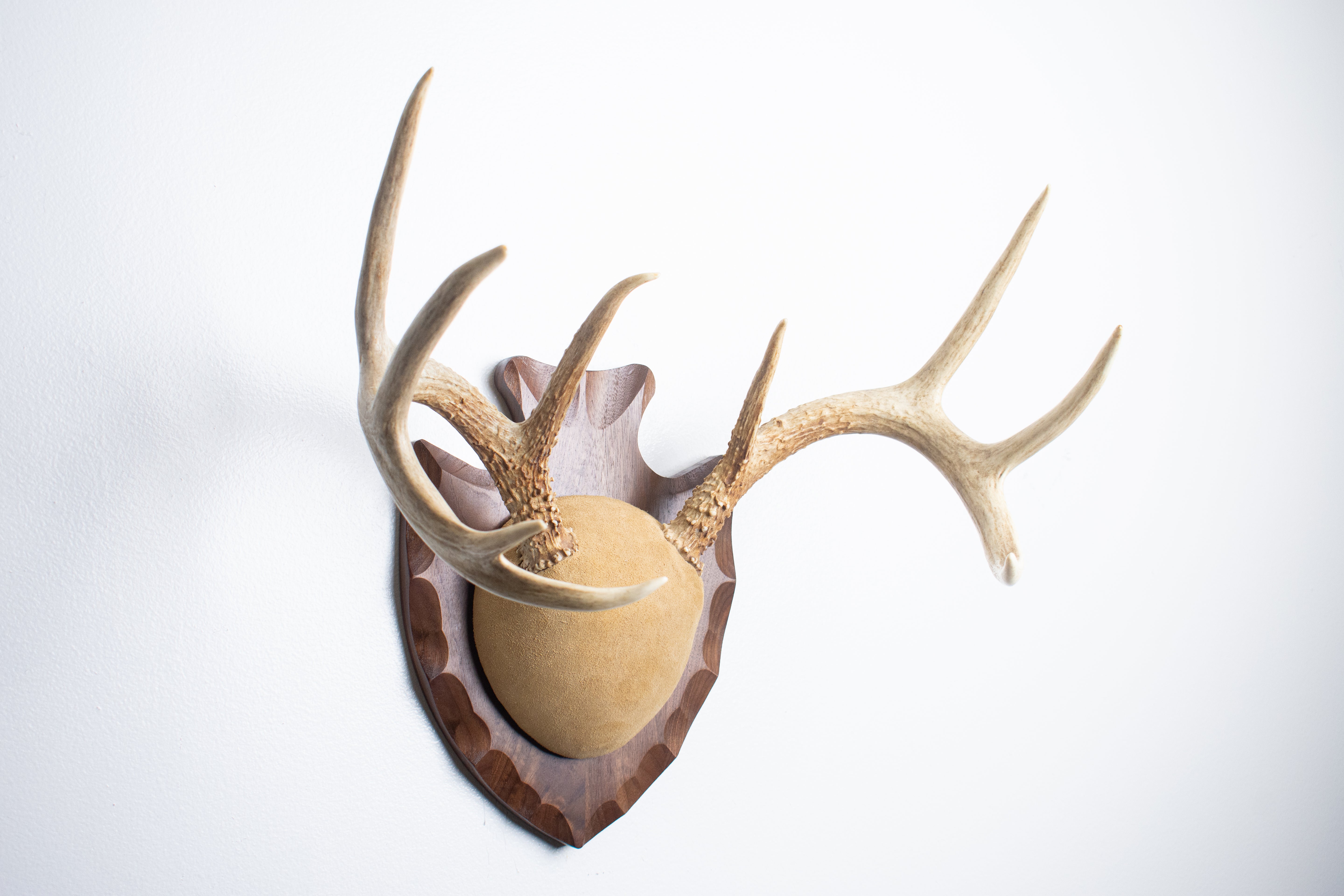 Whitetail Deer Antler Mount | Sand | 16