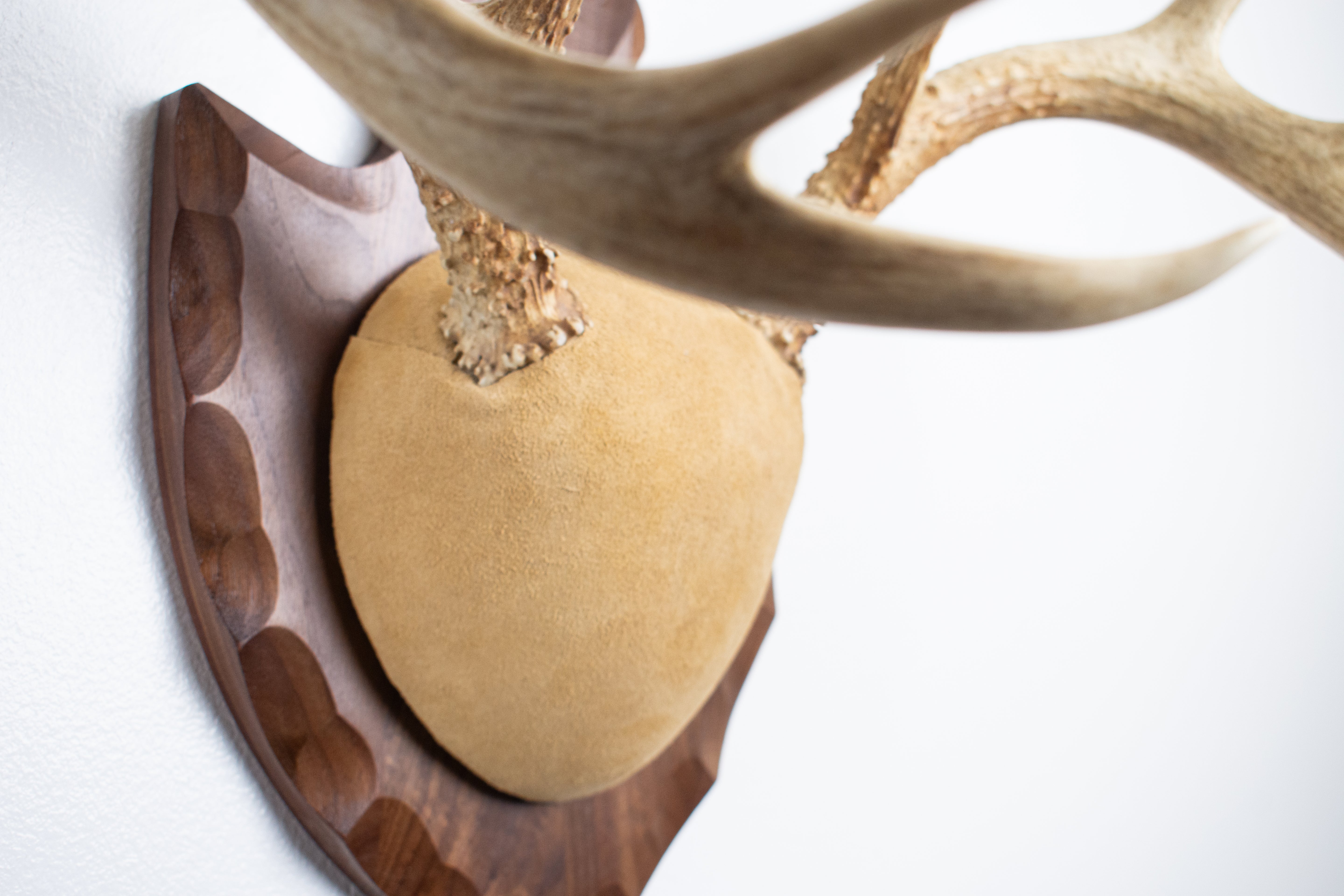 Whitetail Deer Antler Mount | Sand | 16
