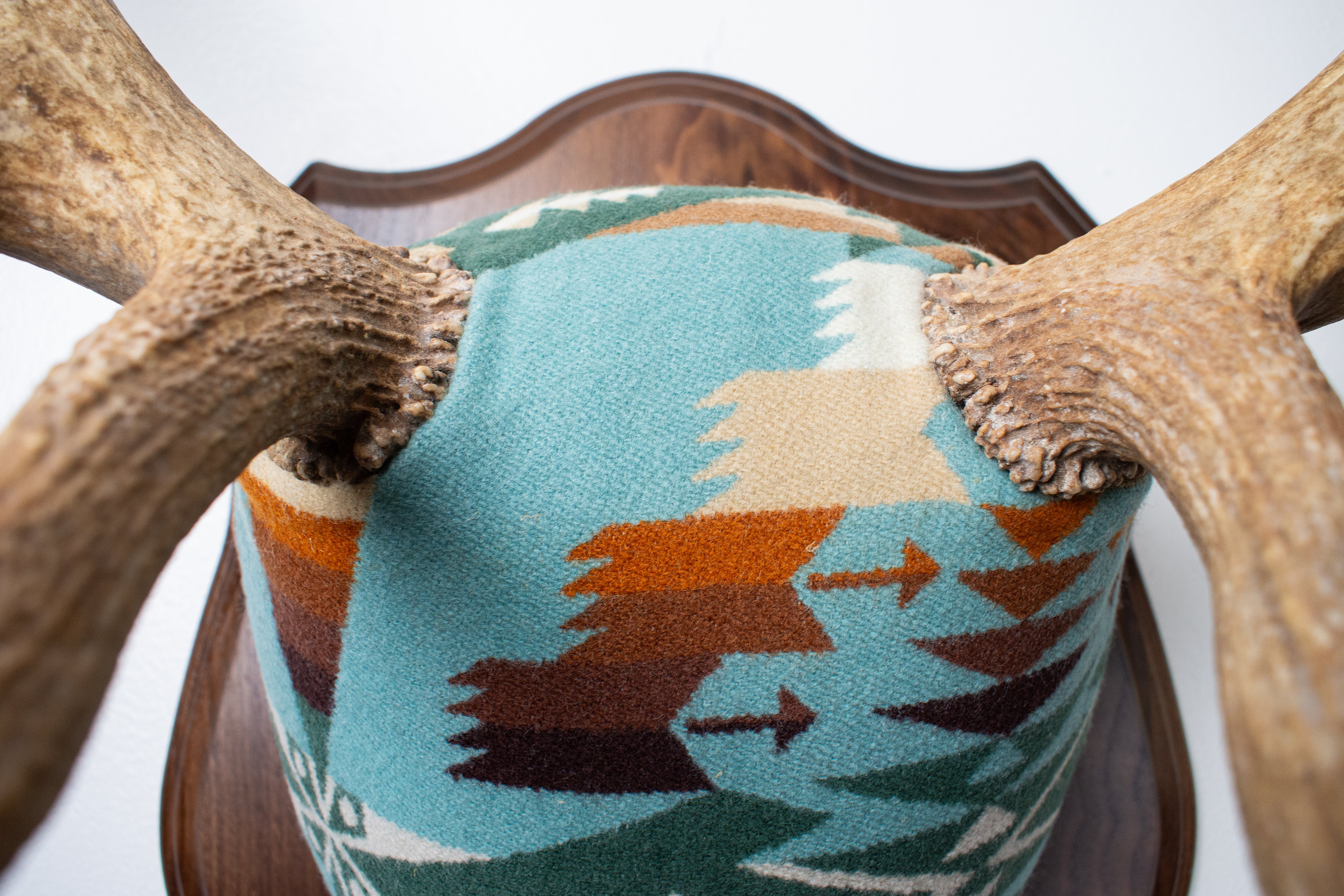 Elk Antler Mount | Juniper | 16