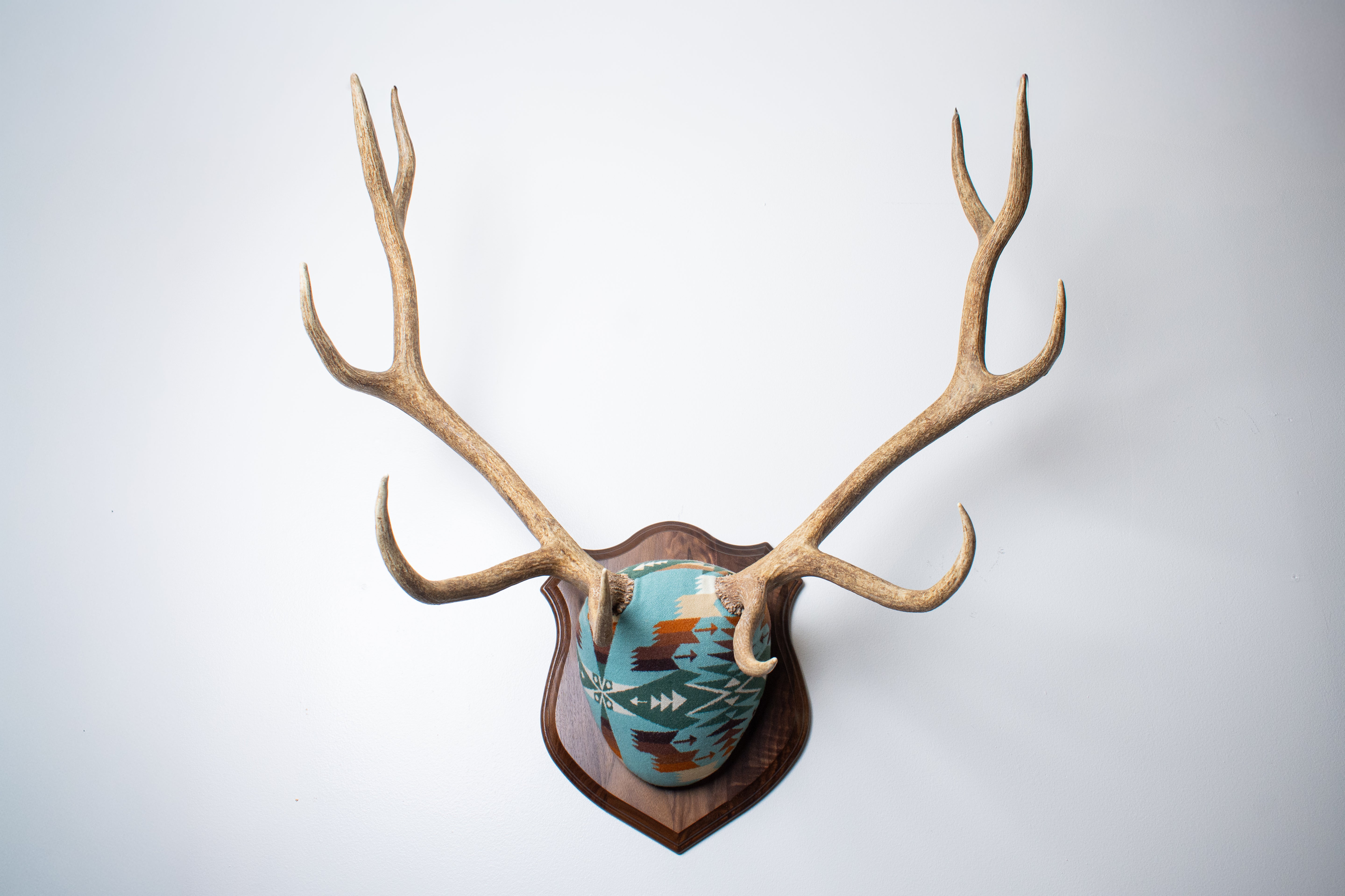 Elk Antler Mount | Juniper | 16