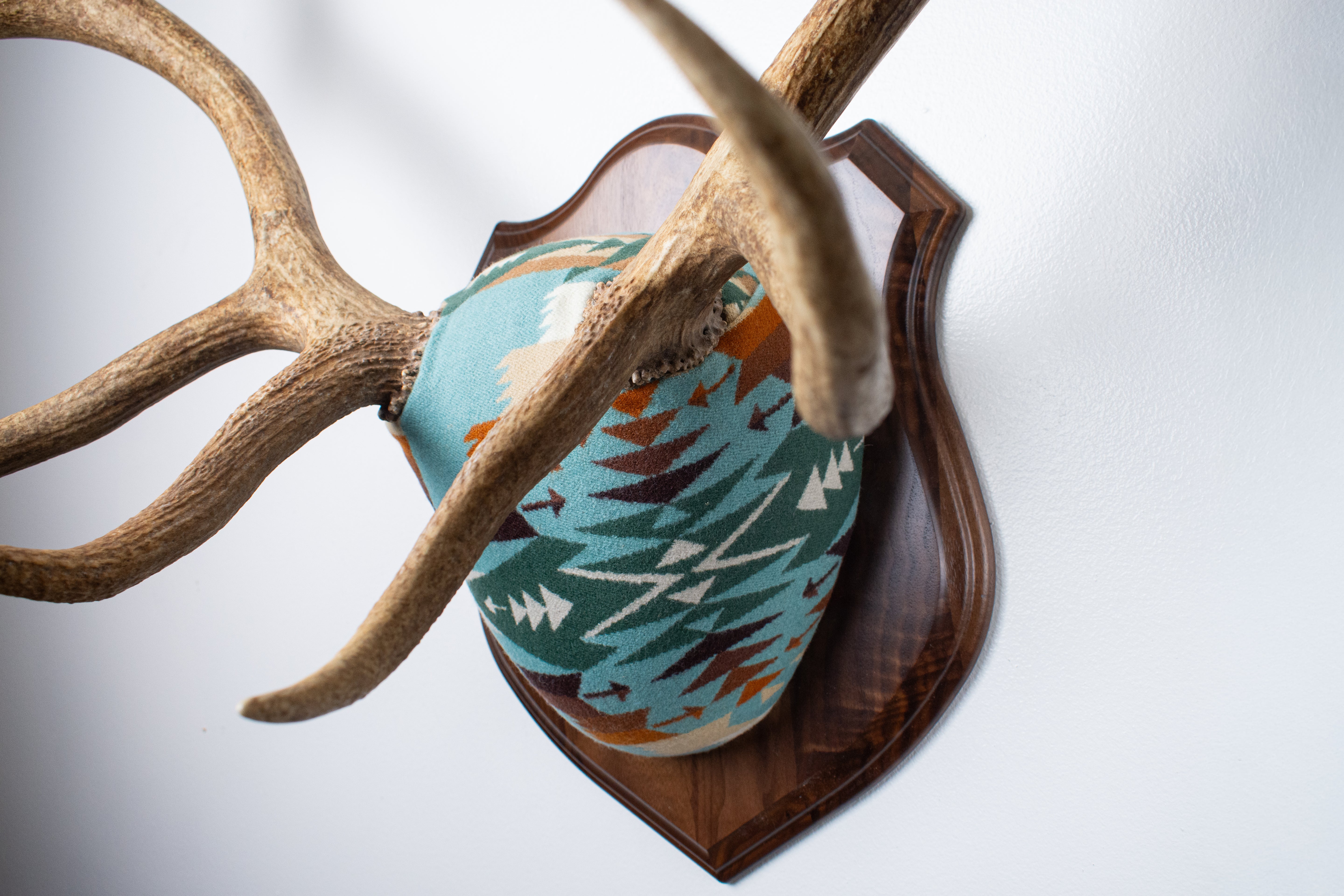 Elk Antler Mount | Juniper | 16