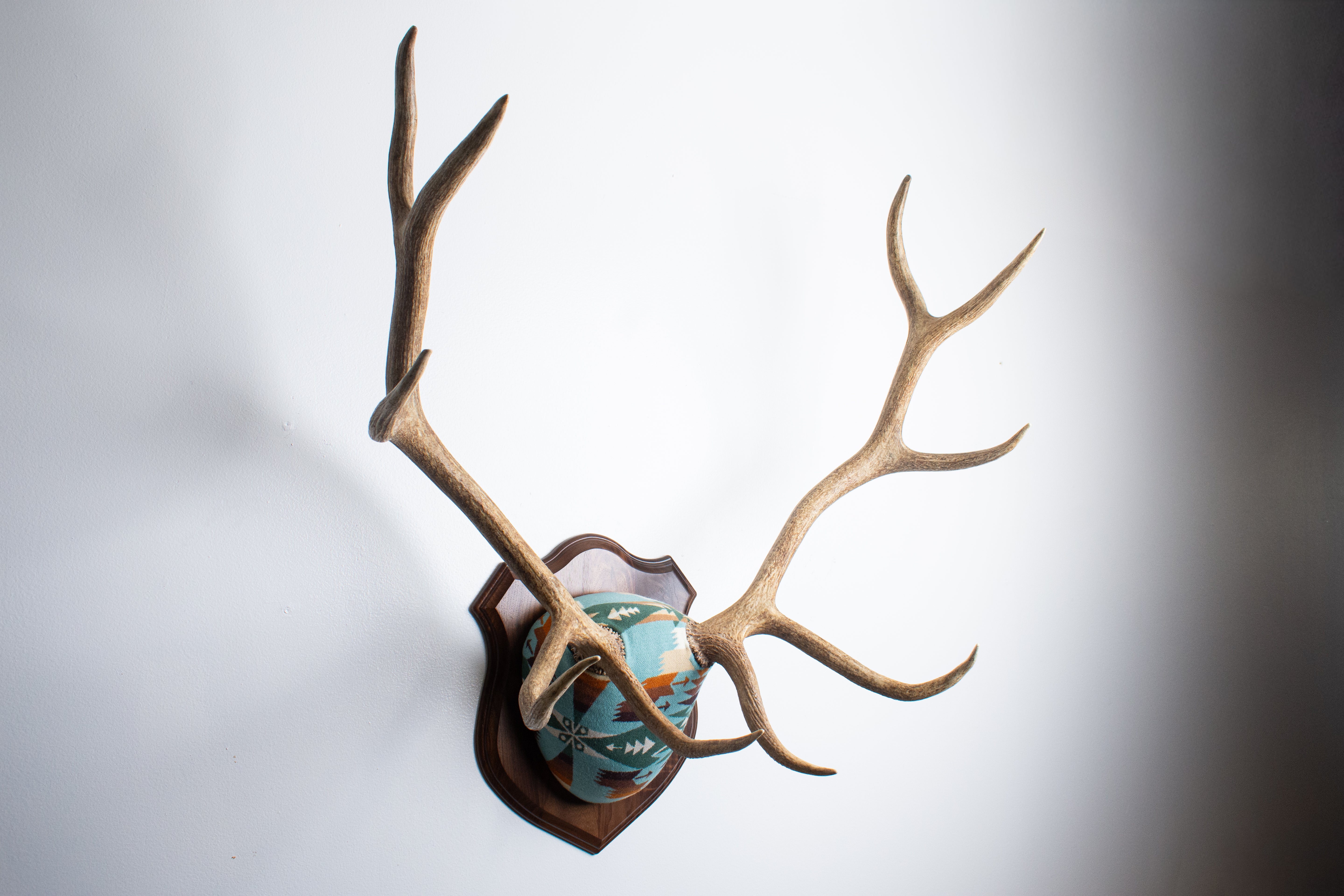 Elk Antler Mount | Juniper | 16