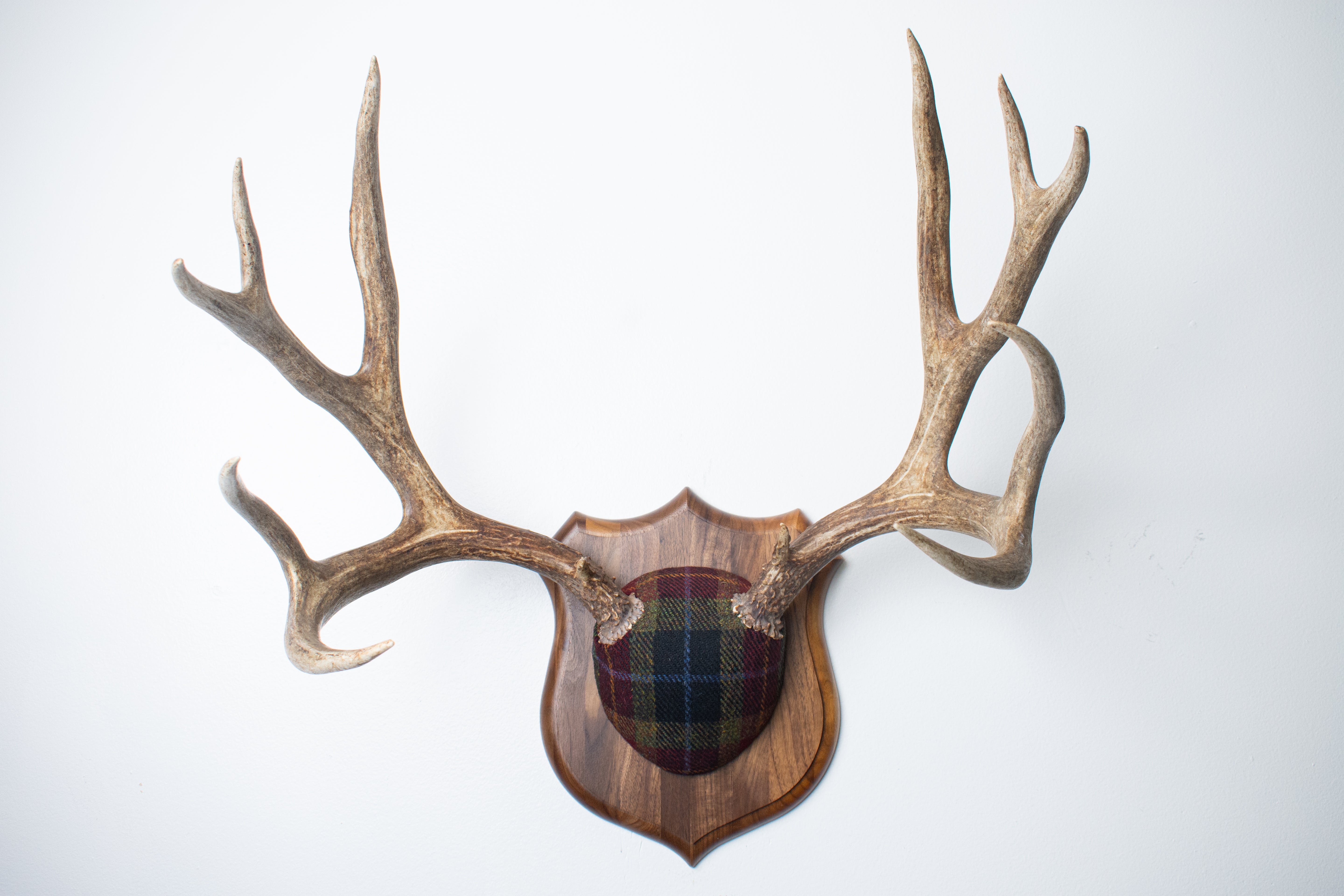 Mule Deer Antler Mount | Green, Red & Black Tartan w/ Gold & Blue overchecks | 38