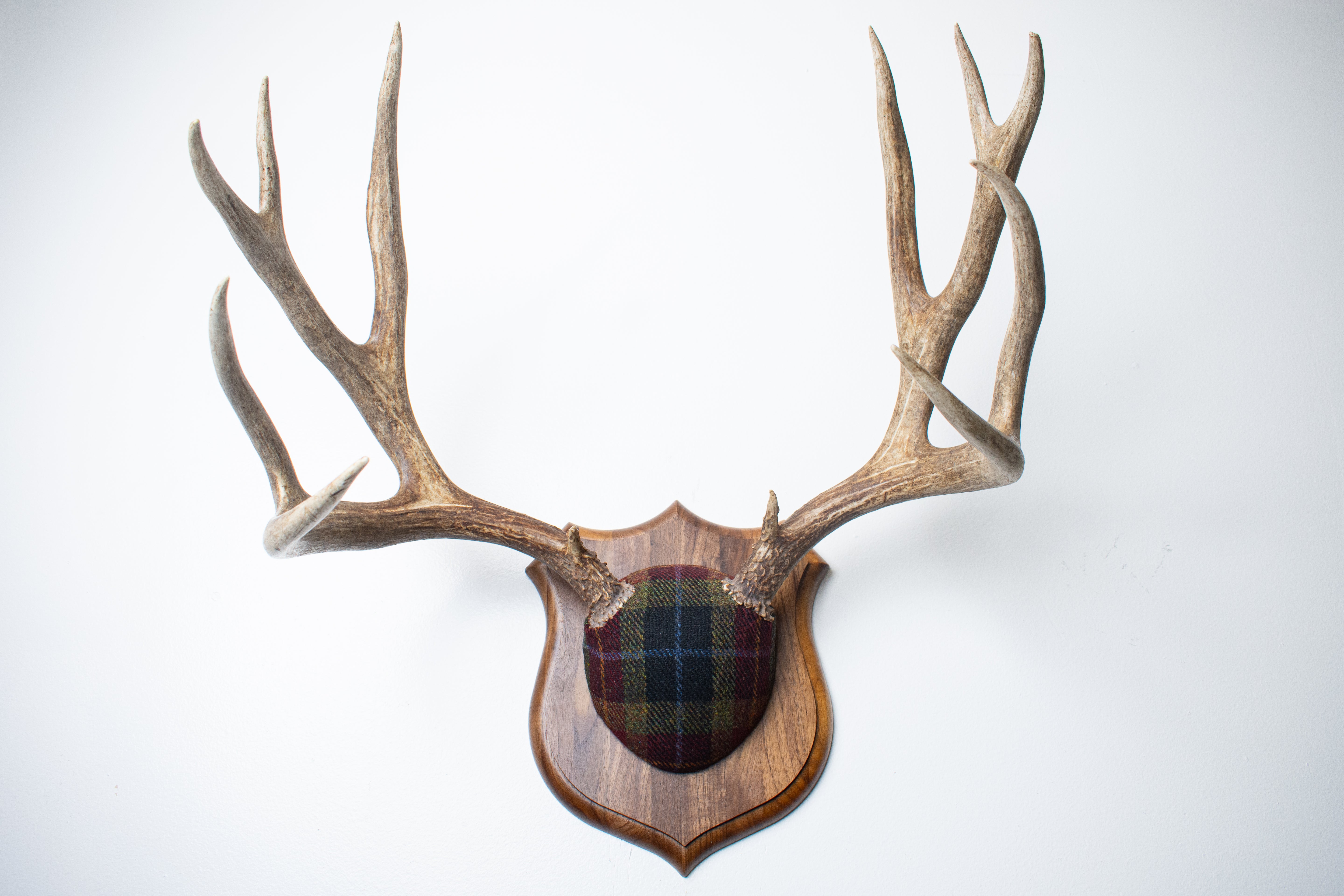 Mule Deer Antler Mount | Green, Red & Black Tartan w/ Gold & Blue overchecks | 38