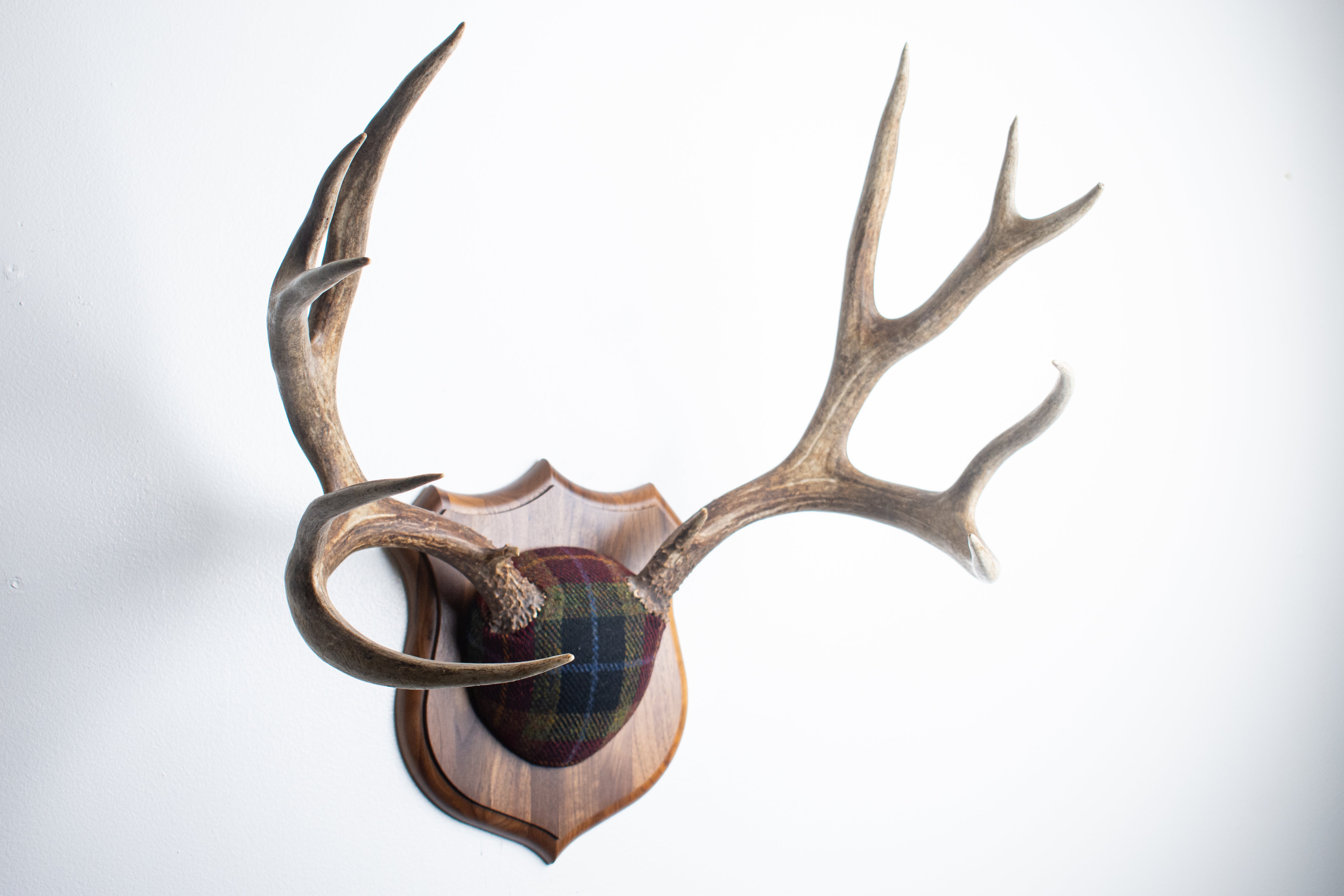 Mule Deer Antler Mount | Green, Red & Black Tartan w/ Gold & Blue overchecks | 38