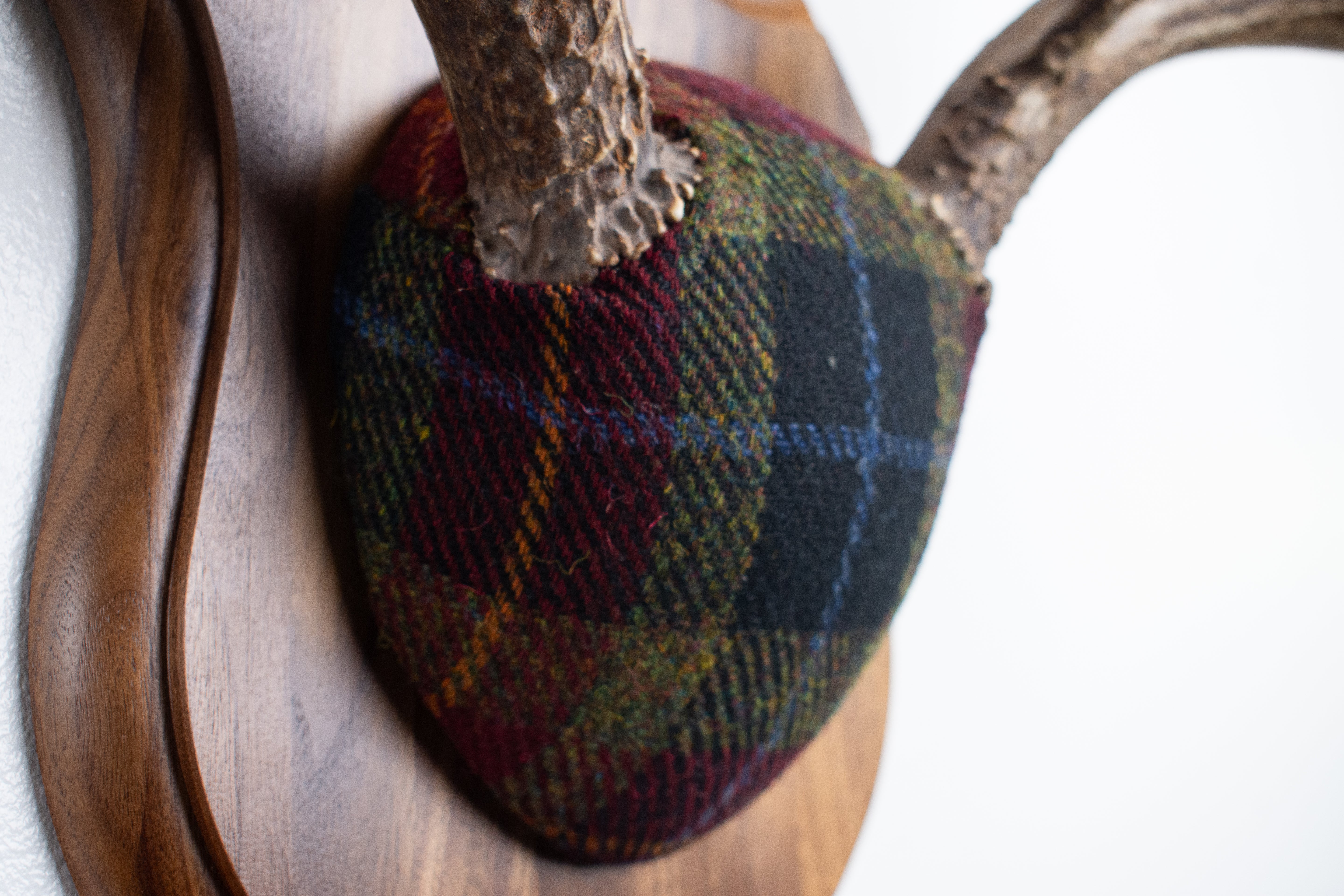 Mule Deer Antler Mount | Green, Red & Black Tartan w/ Gold & Blue overchecks | 38