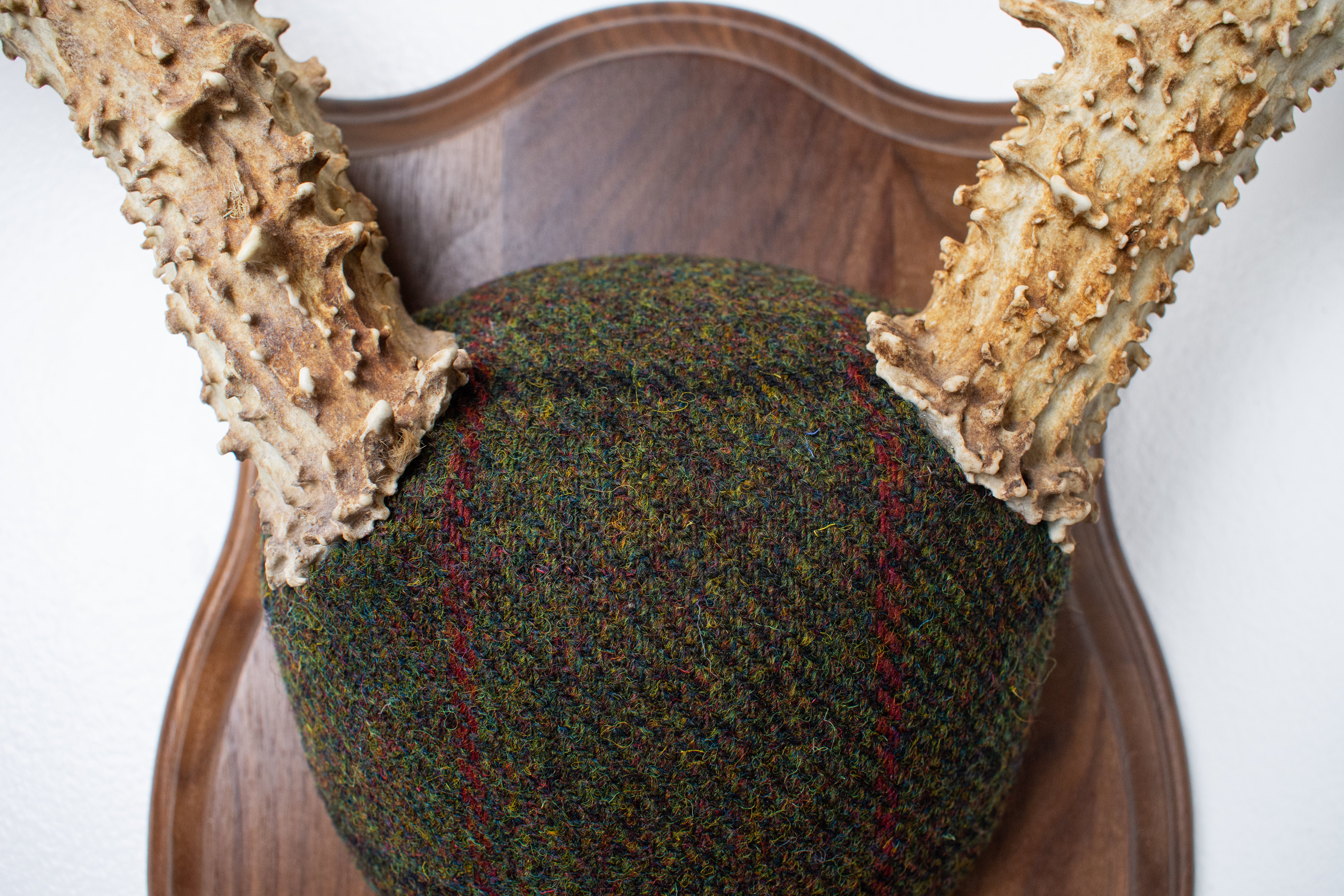 Mule Deer Antler Mount | Green mix with Black and Red Overcheck | 39