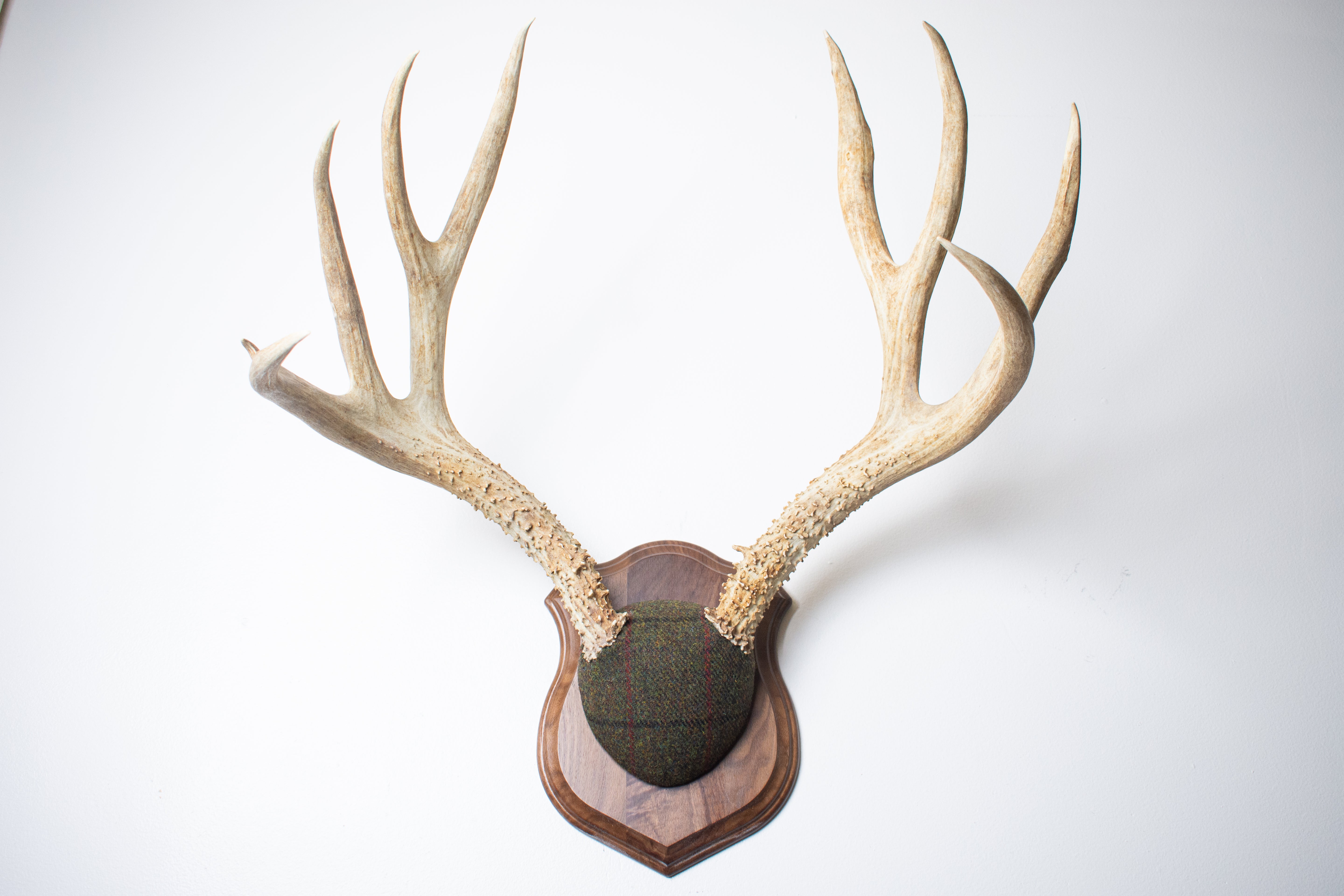 Mule Deer Antler Mount | Green mix with Black and Red Overcheck | 39