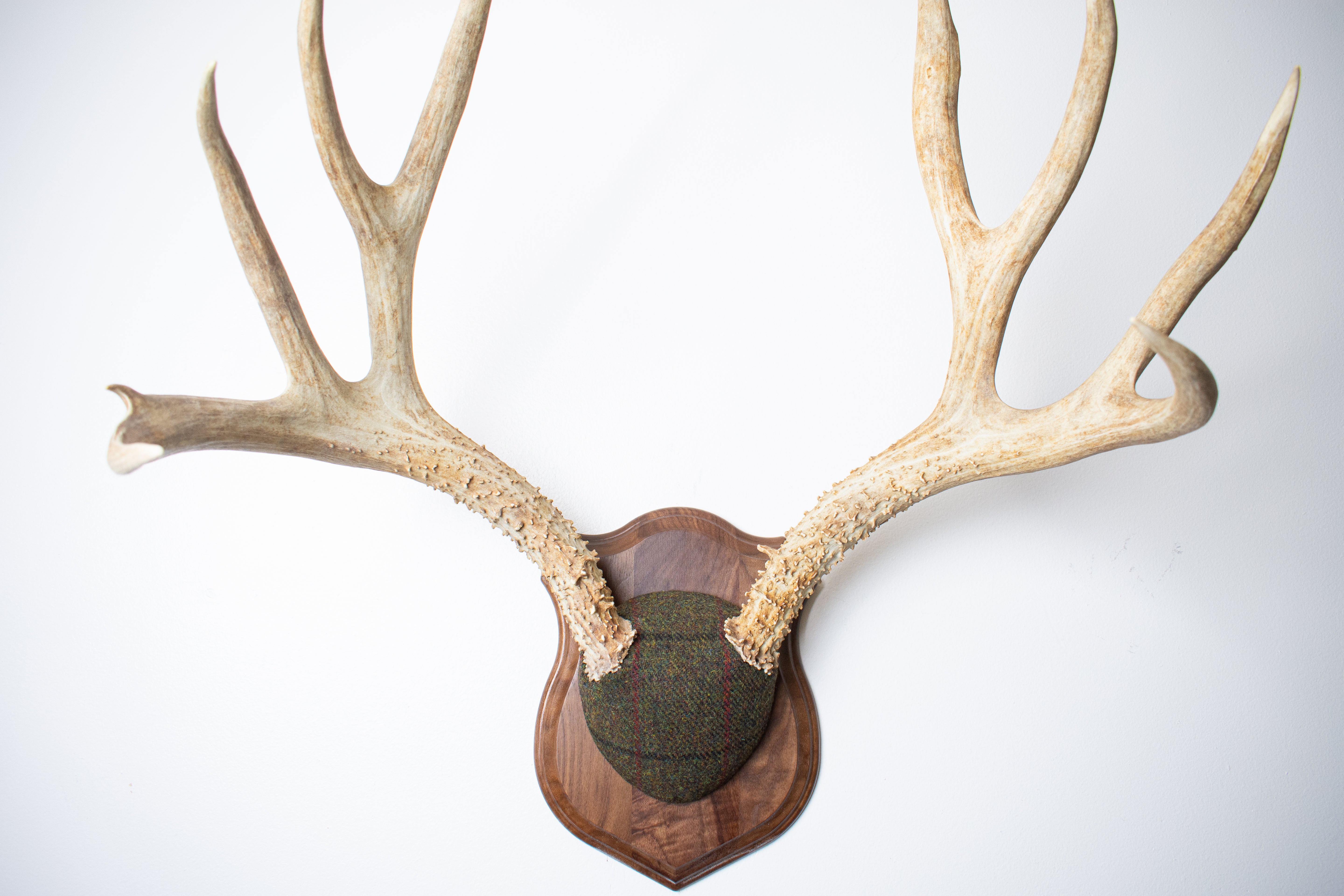 Mule Deer Antler Mount | Green mix with Black and Red Overcheck | 39