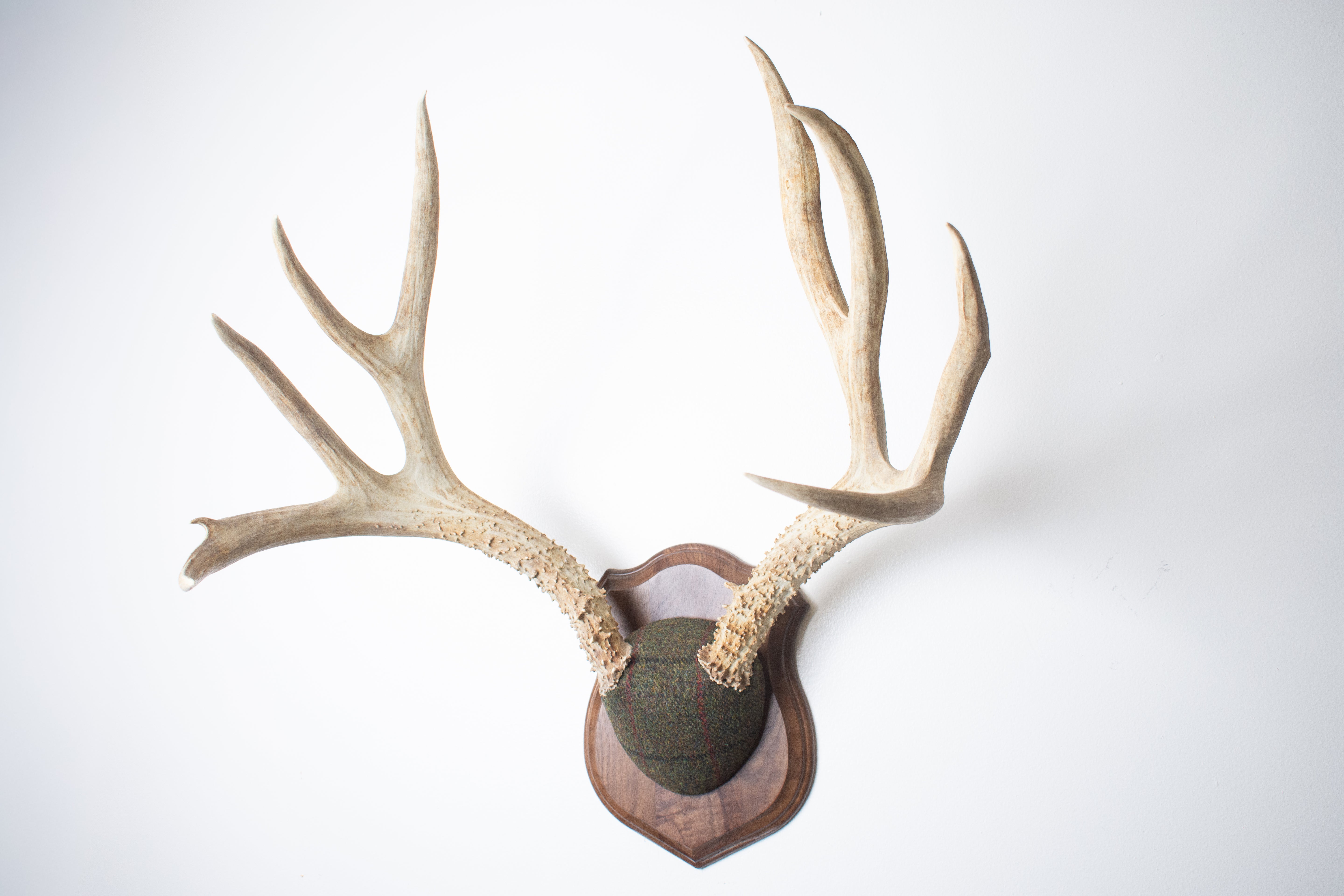 Mule Deer Antler Mount | Green mix with Black and Red Overcheck | 39