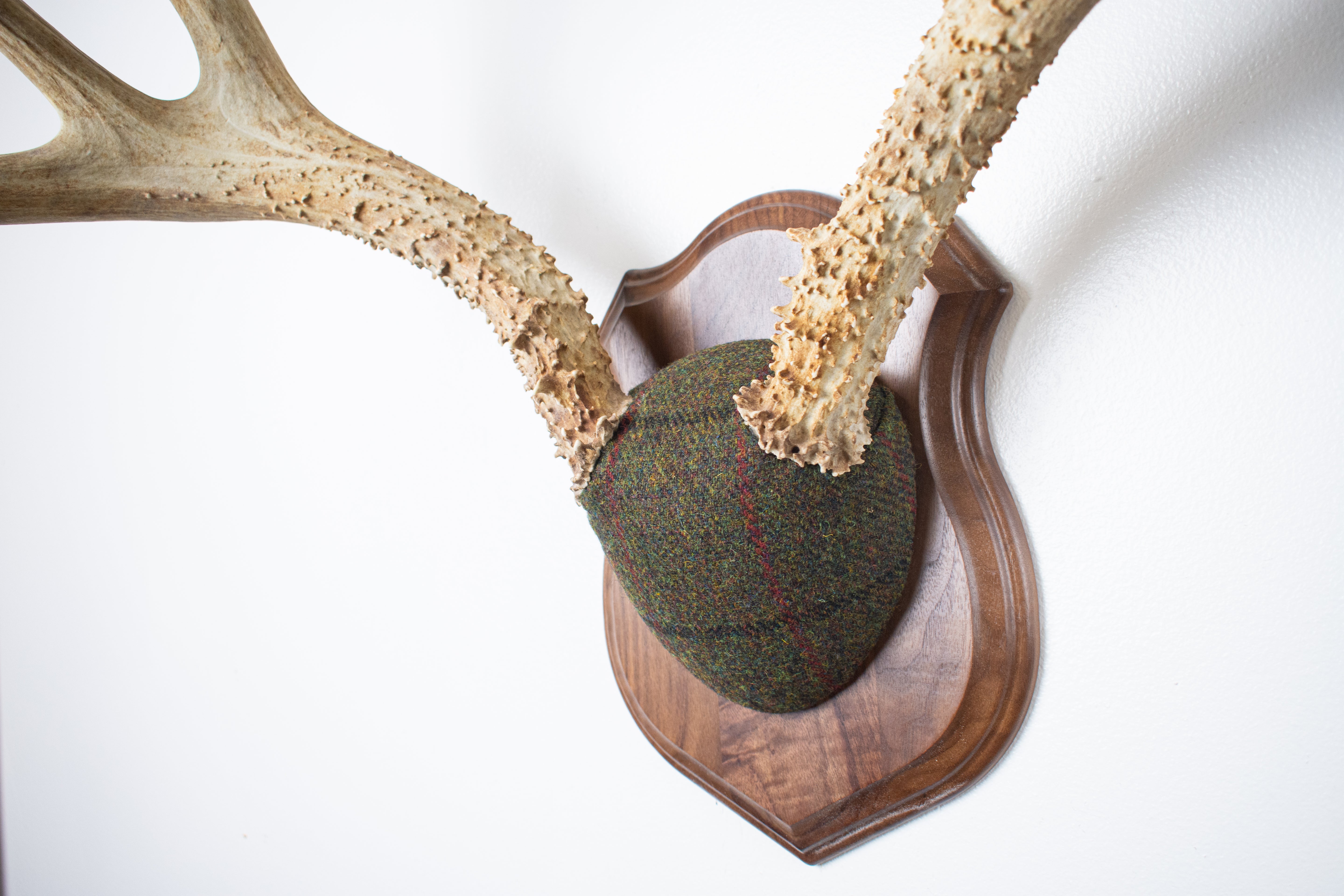 Mule Deer Antler Mount | Green mix with Black and Red Overcheck | 39