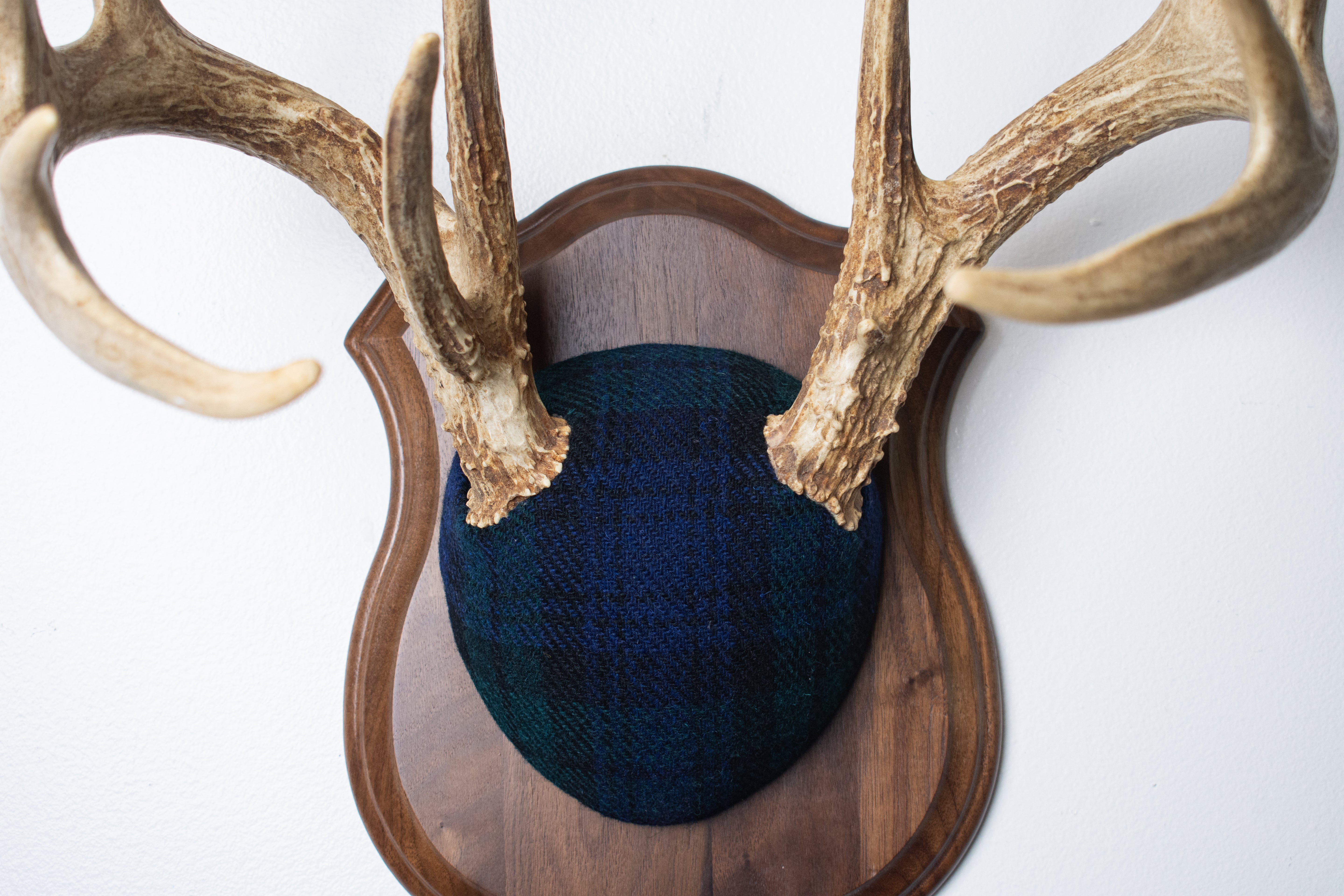 Whitetail Deer Antler Mount | Black Watch Tartan | 40