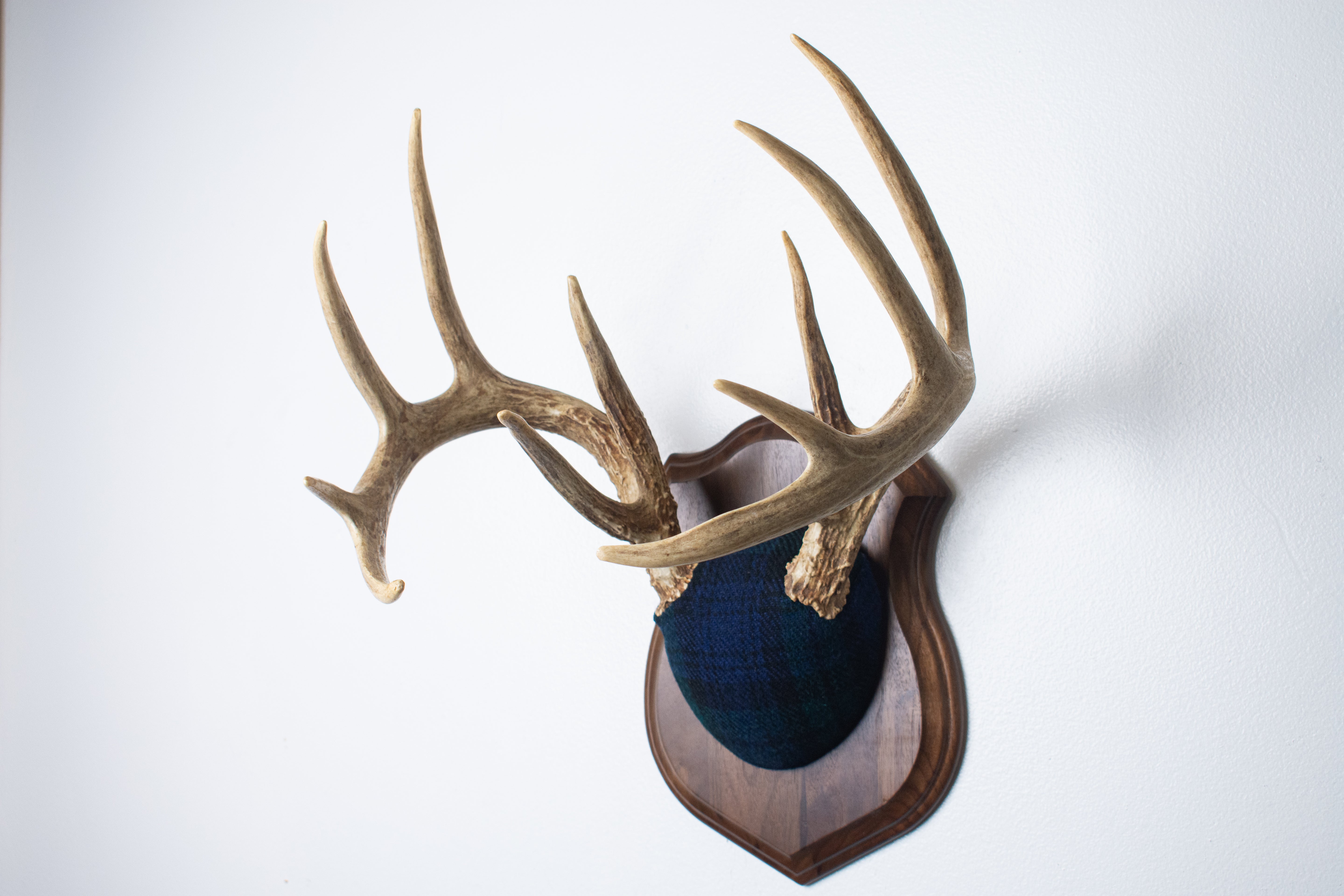 Whitetail Deer Antler Mount | Black Watch Tartan | 40